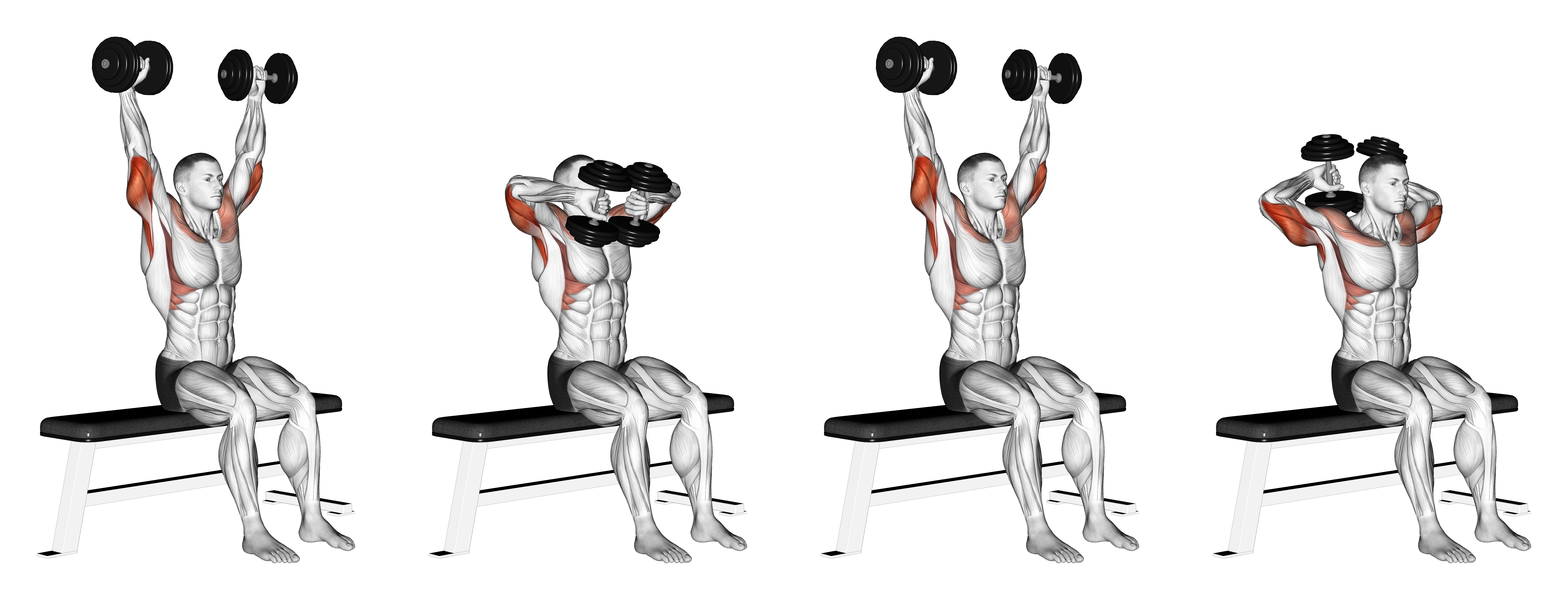 Dumbbell Seated Front And Back Tate Press