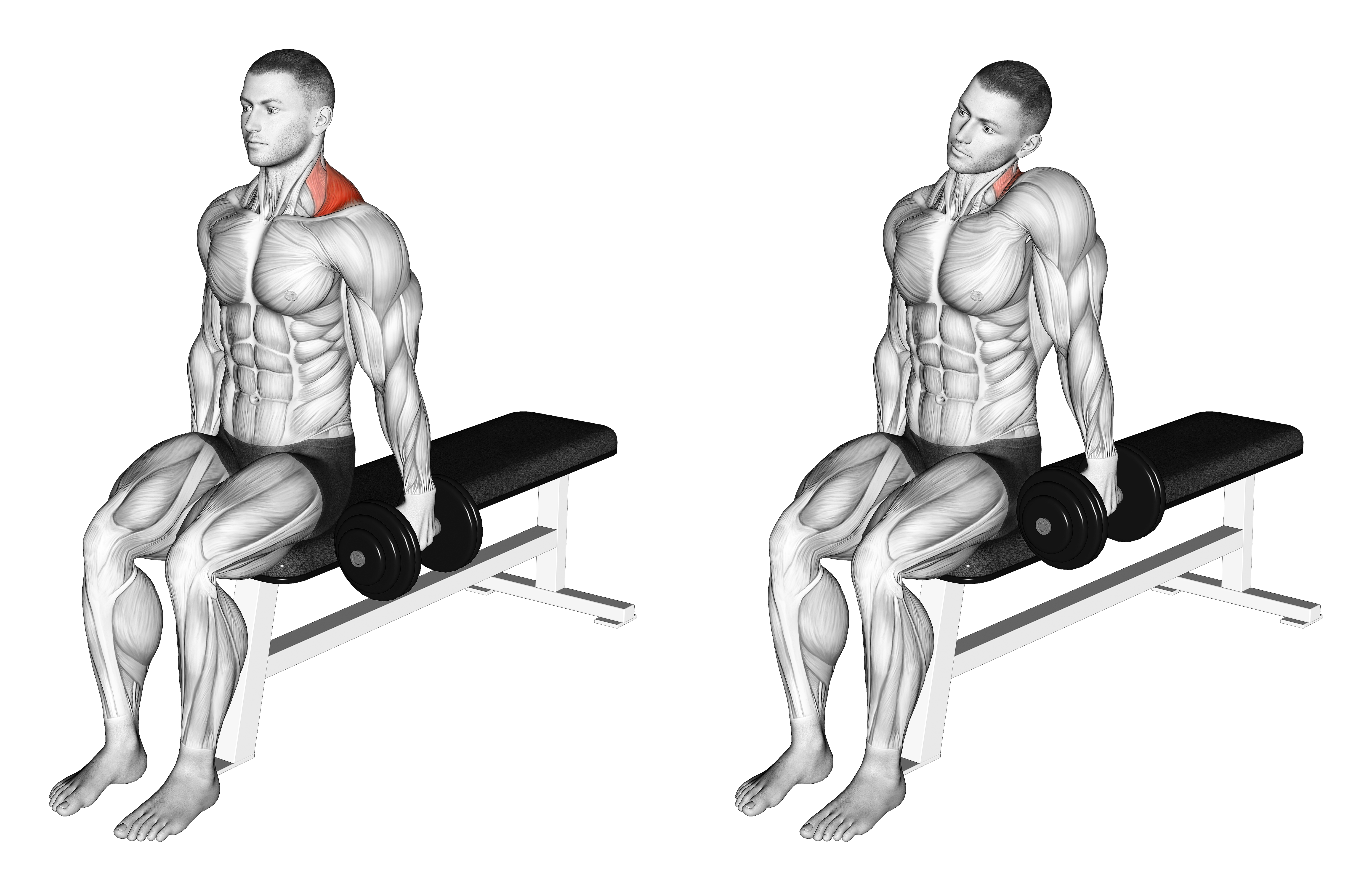 Dumbbell Seated Gittleson Shrug