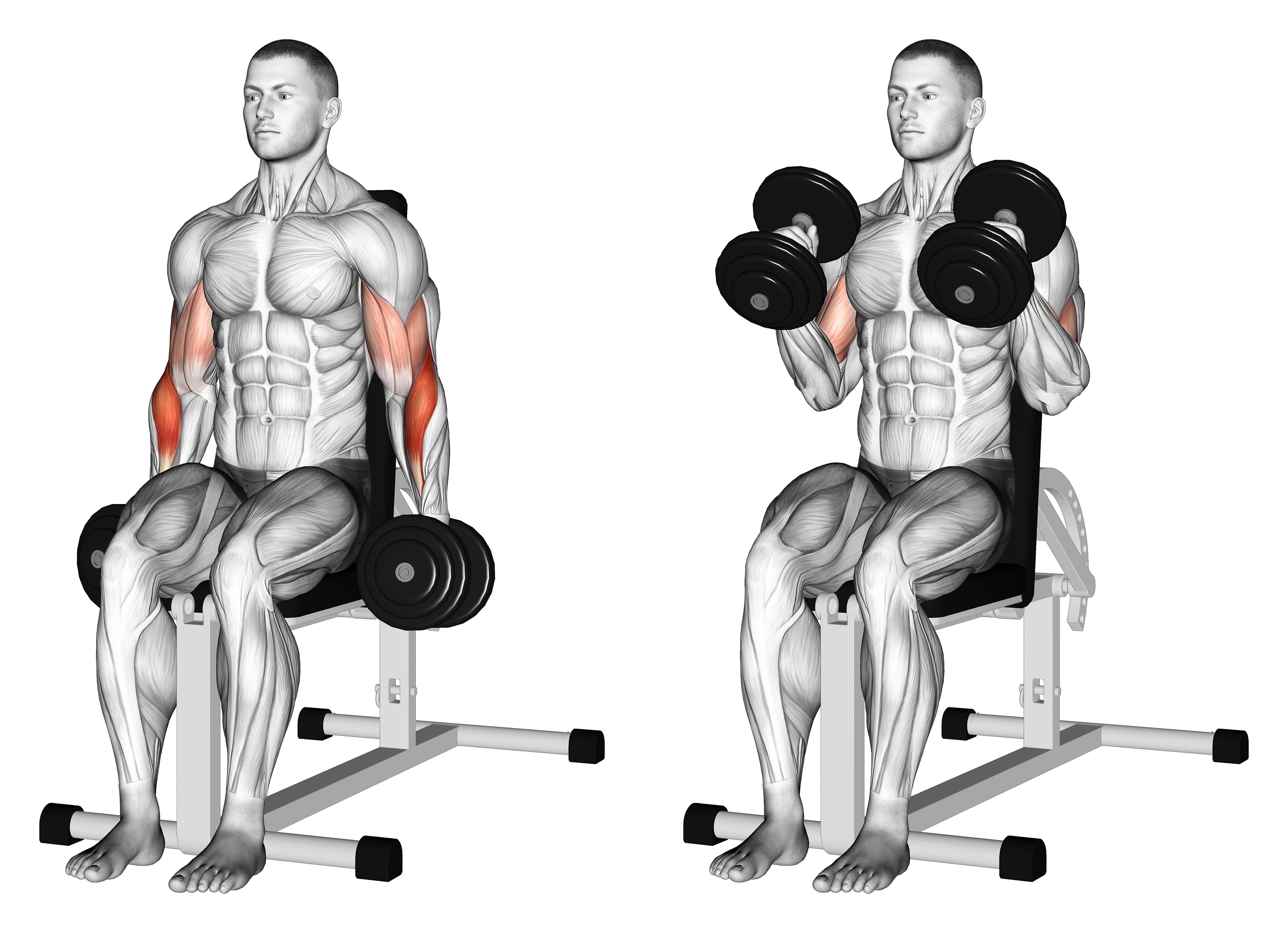 Dumbbell Seated Hammer Curl