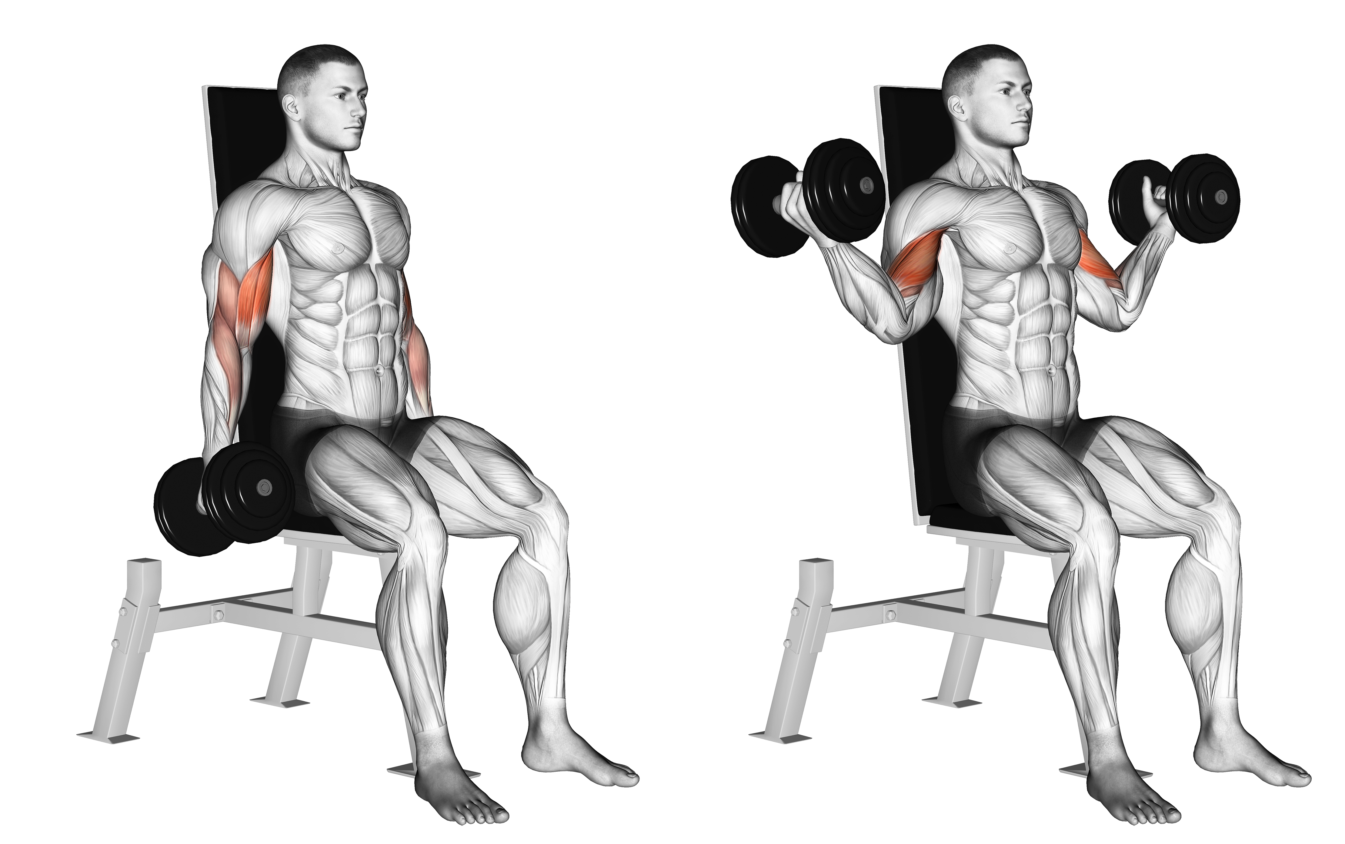 Dumbbell Seated Inner Biceps Curl