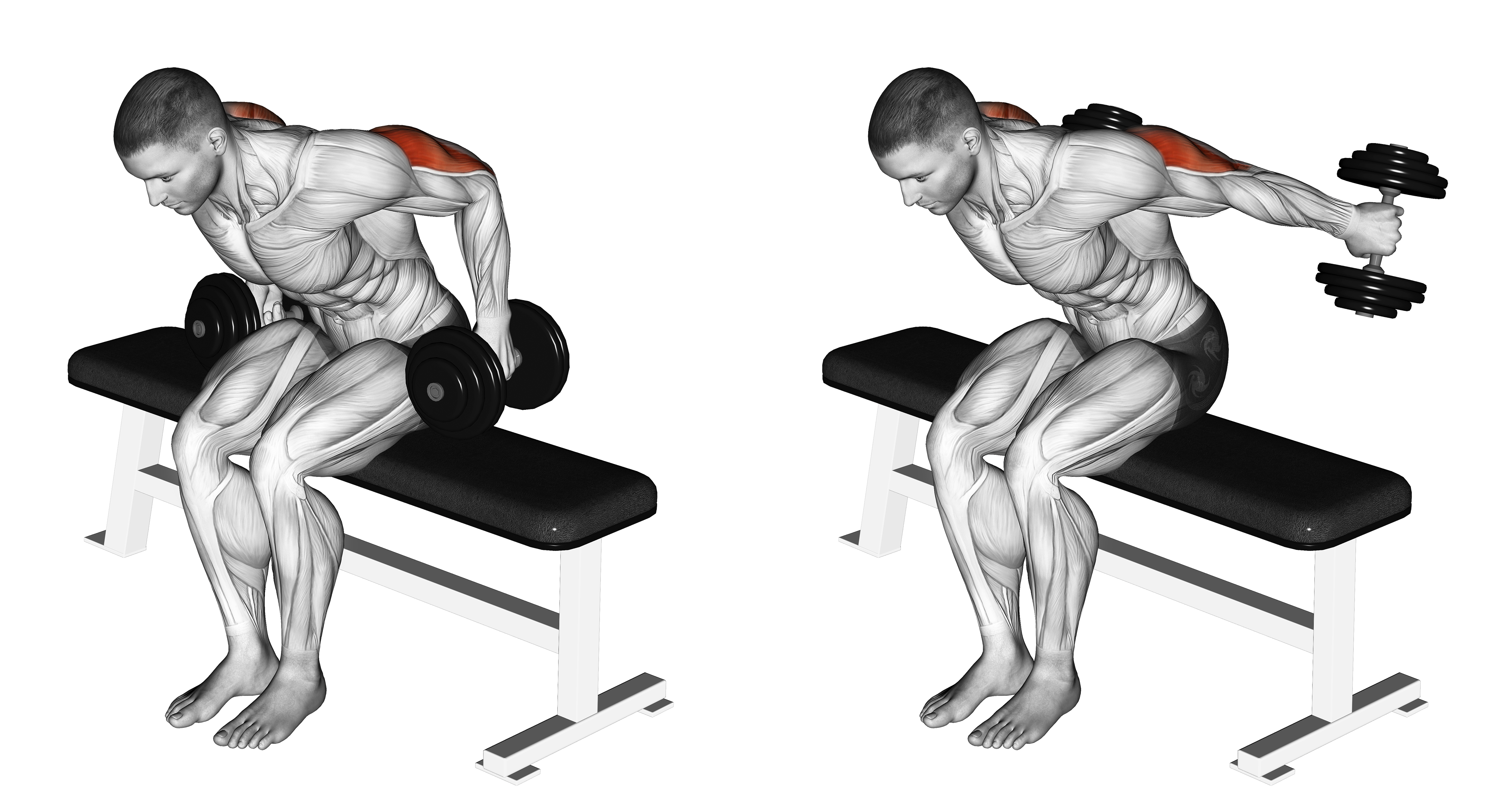 Dumbbell Seated Kickback