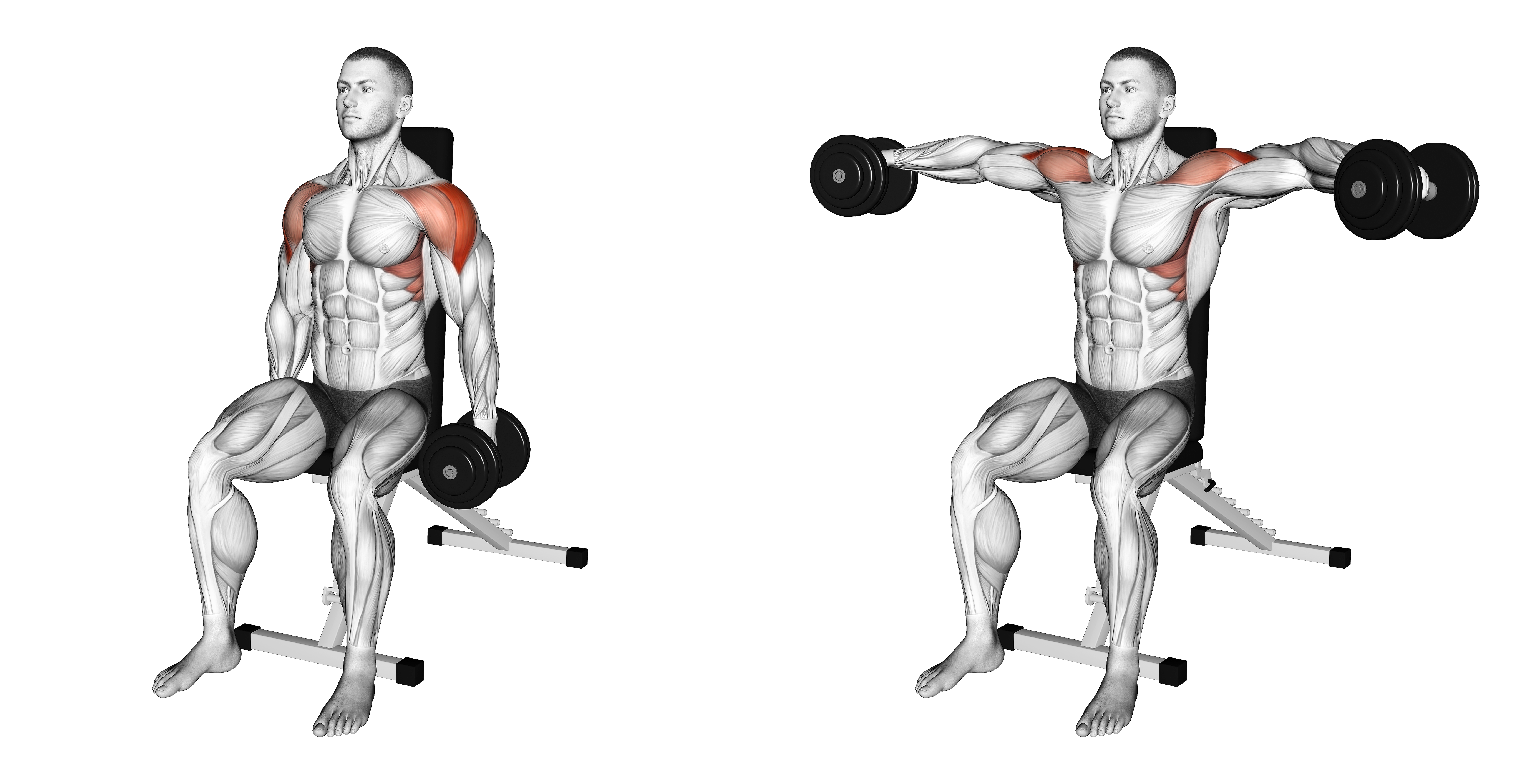 Dumbbell Seated Lateral Raise