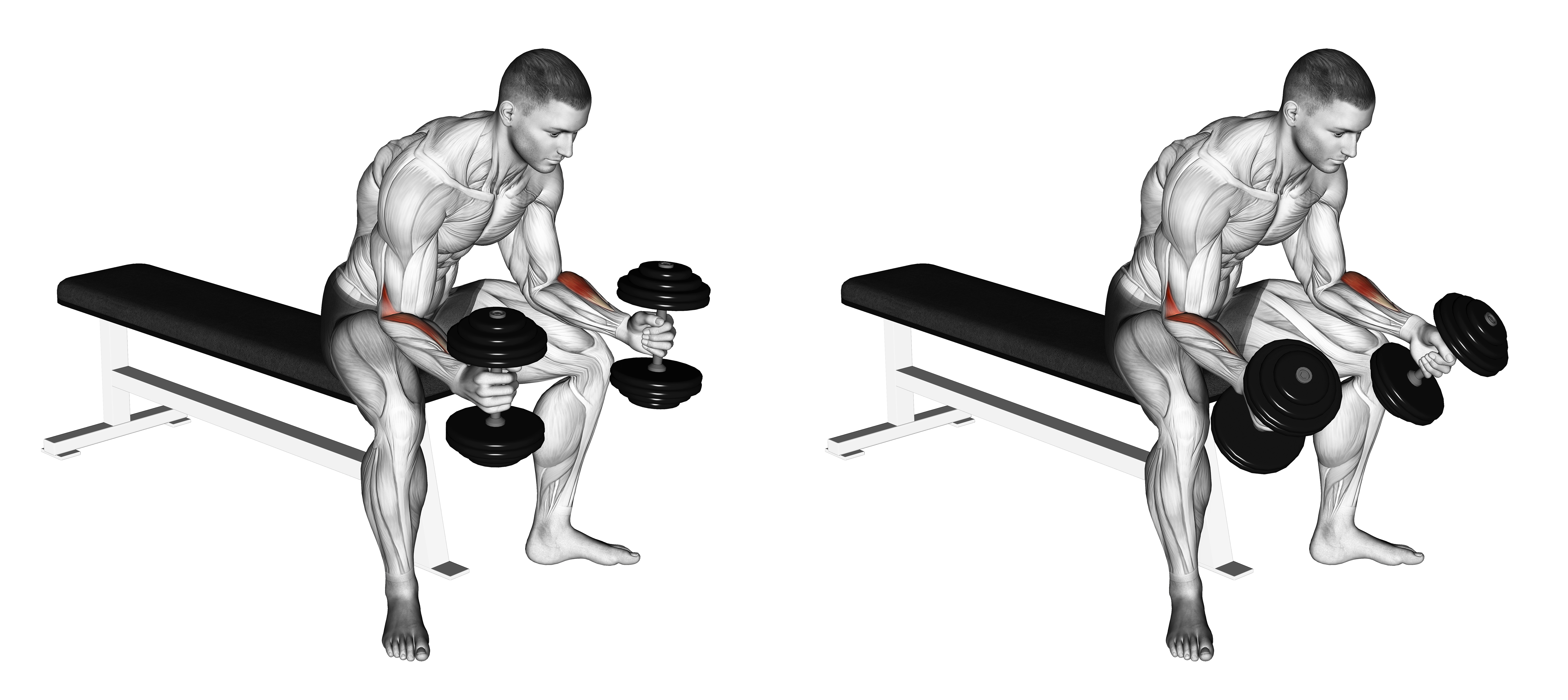 Dumbbell Seated Neutral Wrist Curl