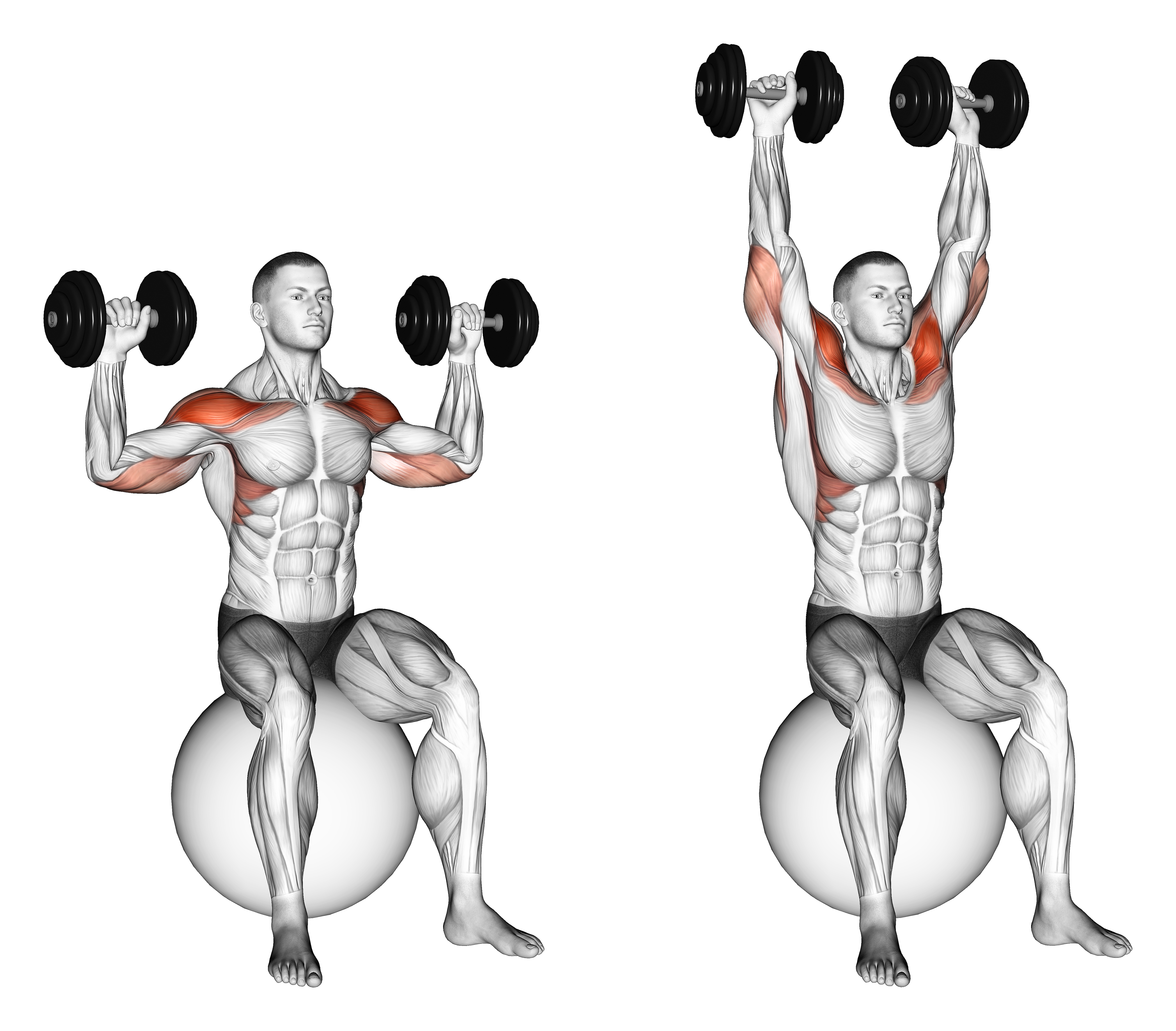 Dumbbell Seated On Exercise Ball Shoulder Press