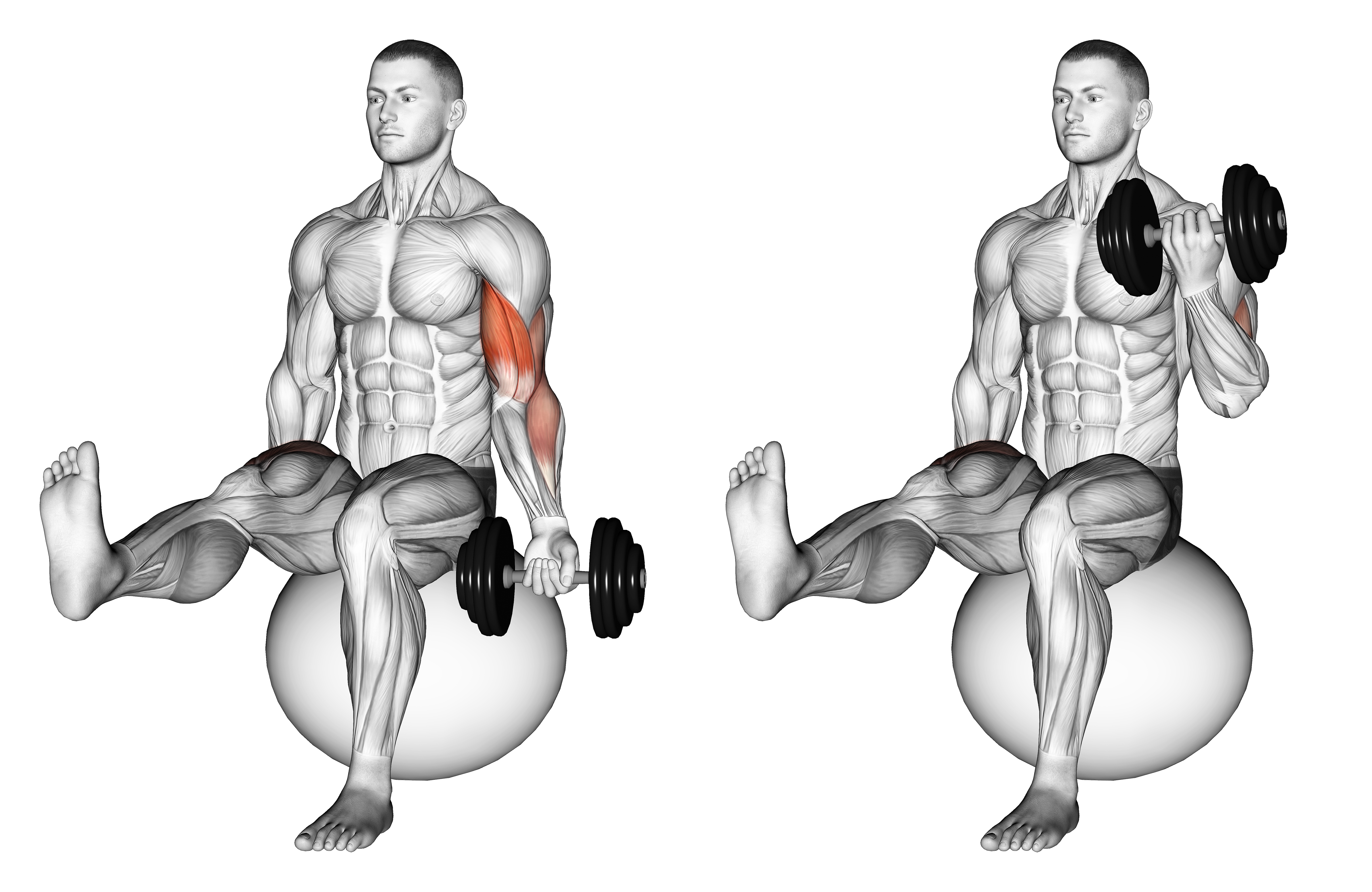 Dumbbell Seated One Arm Bicep Curl On Exercise Ball With Leg Raised