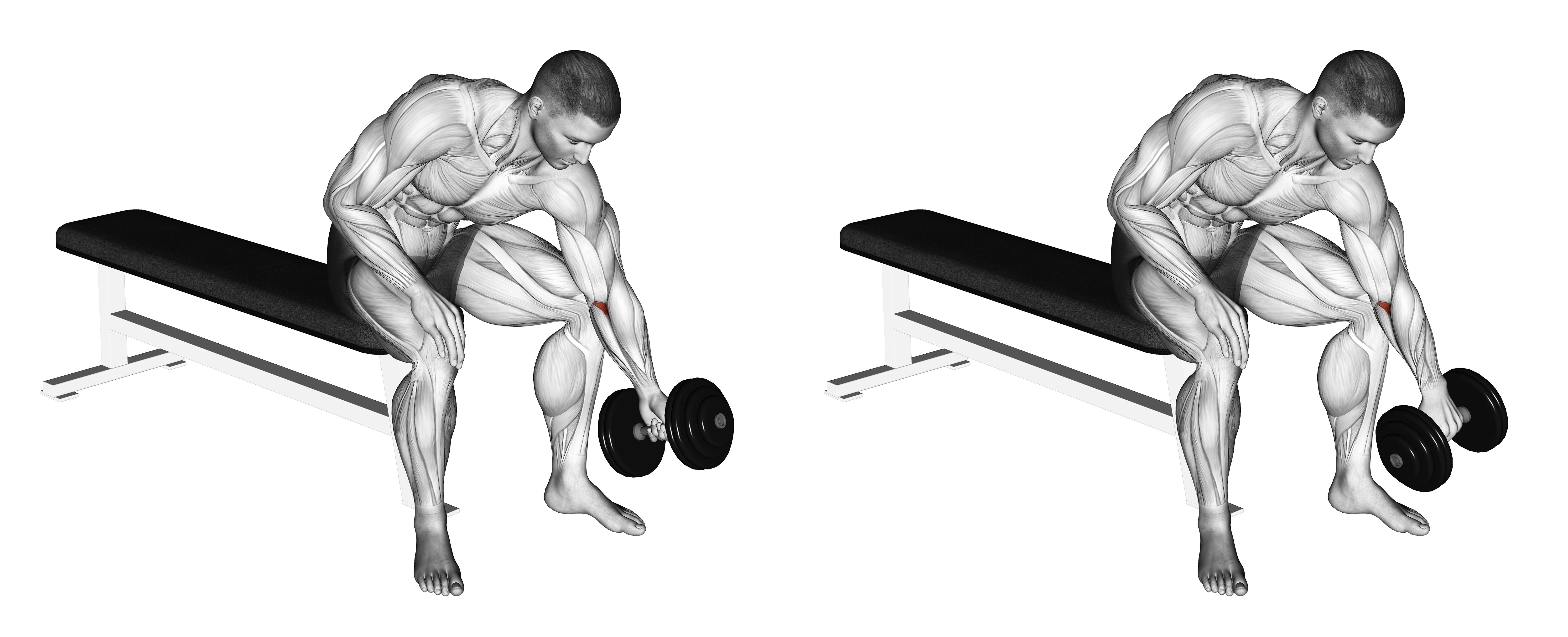 Dumbbell Seated One Arm Rotate