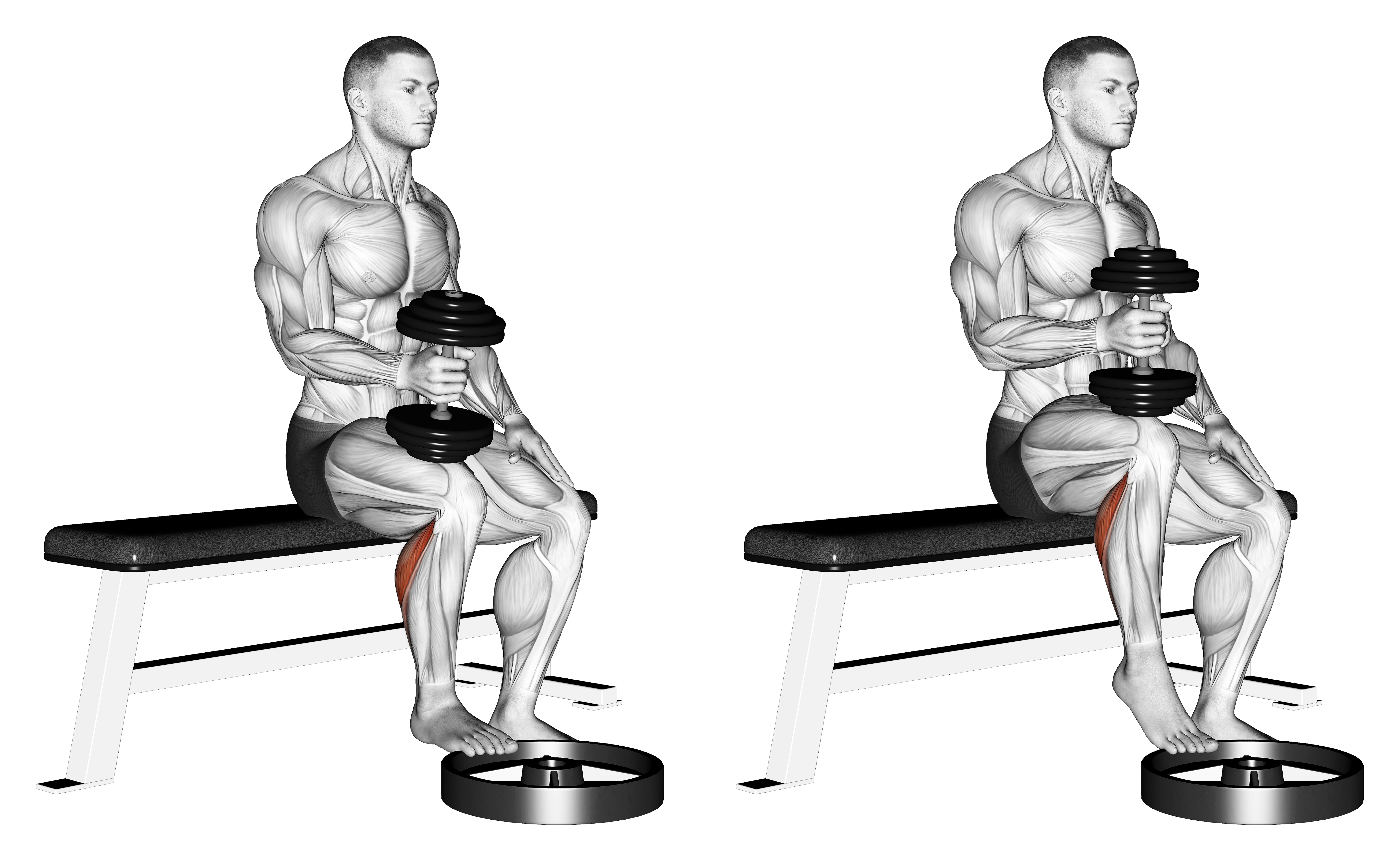 Dumbbell Seated One Leg Calf Raise   Hammer Grip