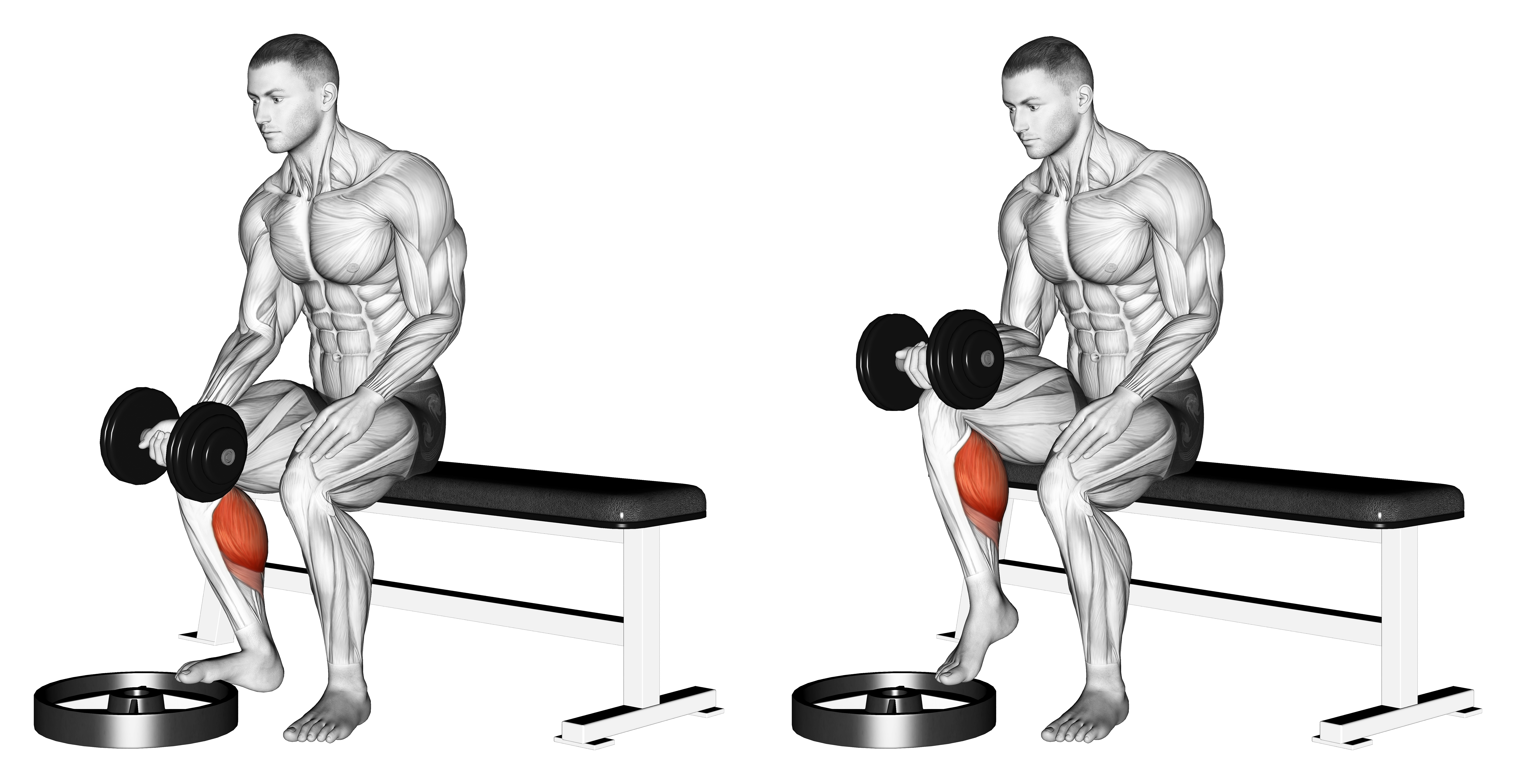 Dumbbell Seated One Leg Calf Raise   Palm Up