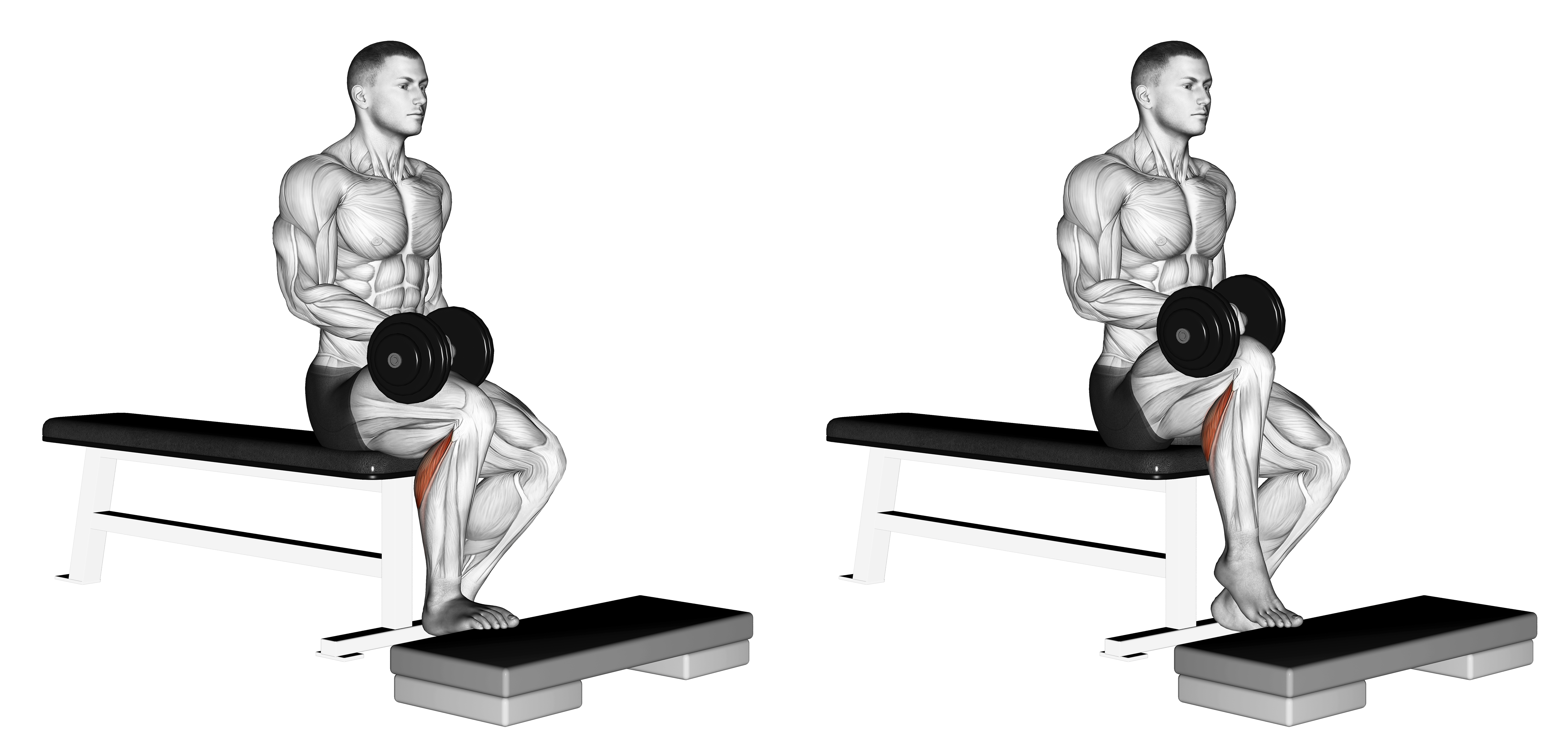 Dumbbell Seated One Leg Calf Raise