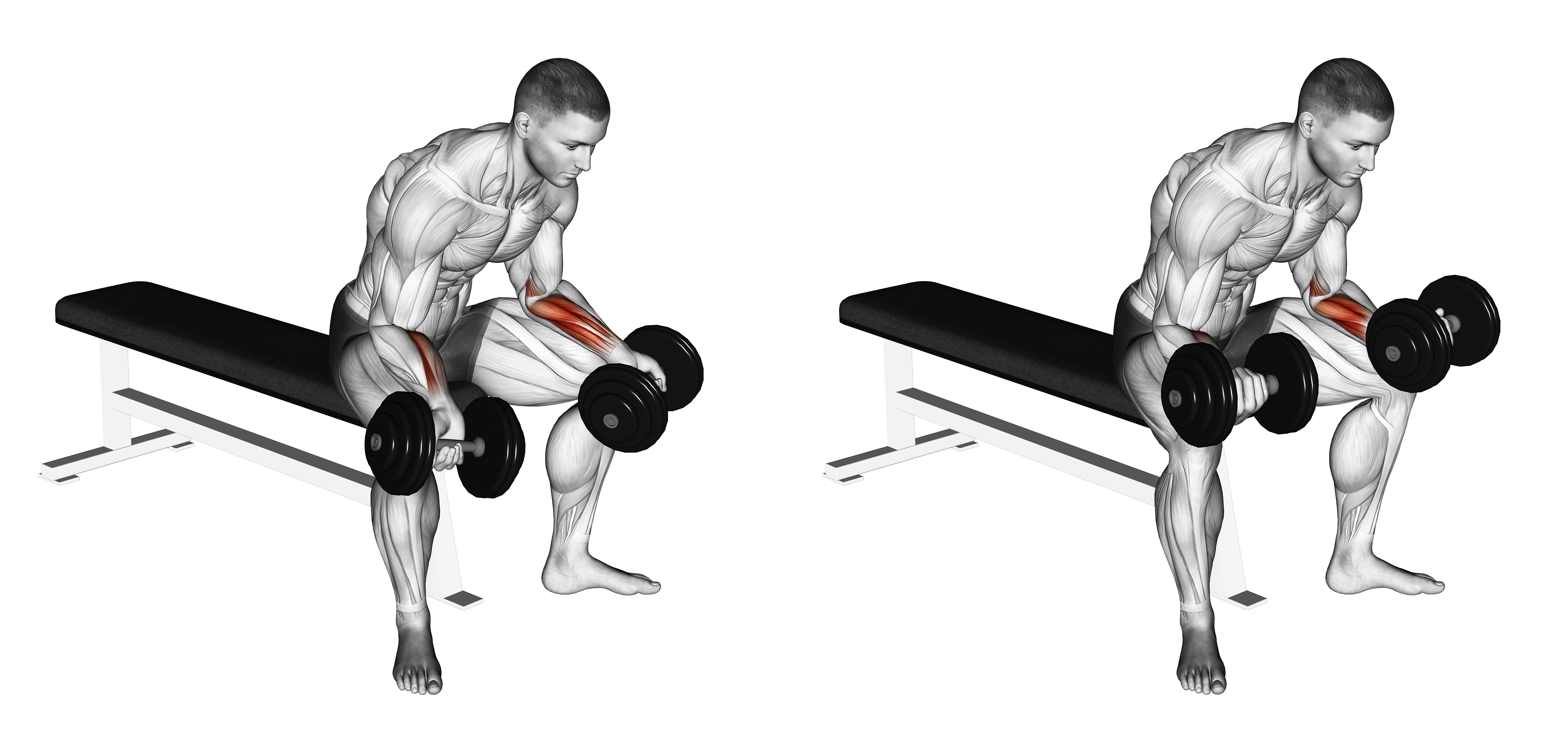 Dumbbell Seated Palms Up Wrist Curl