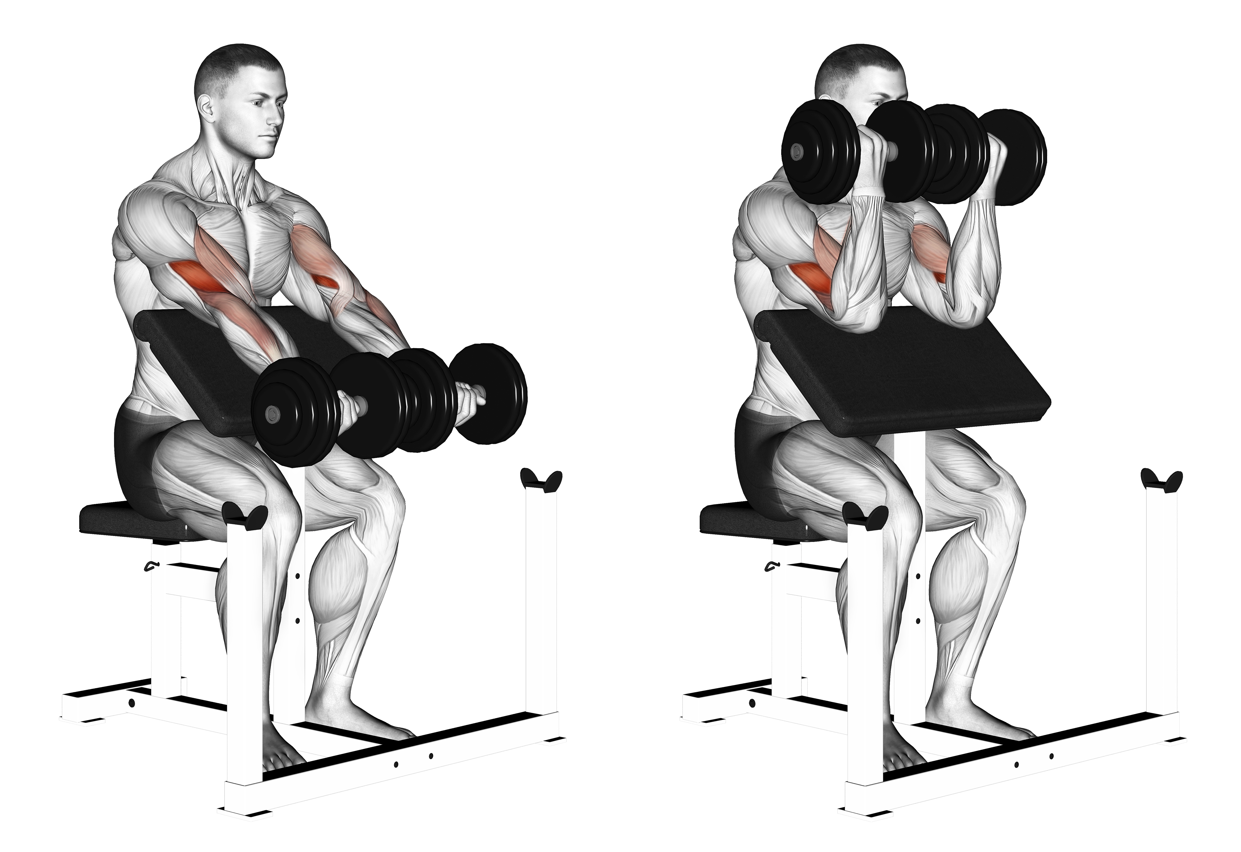 Dumbbell Seated Preacher Curl