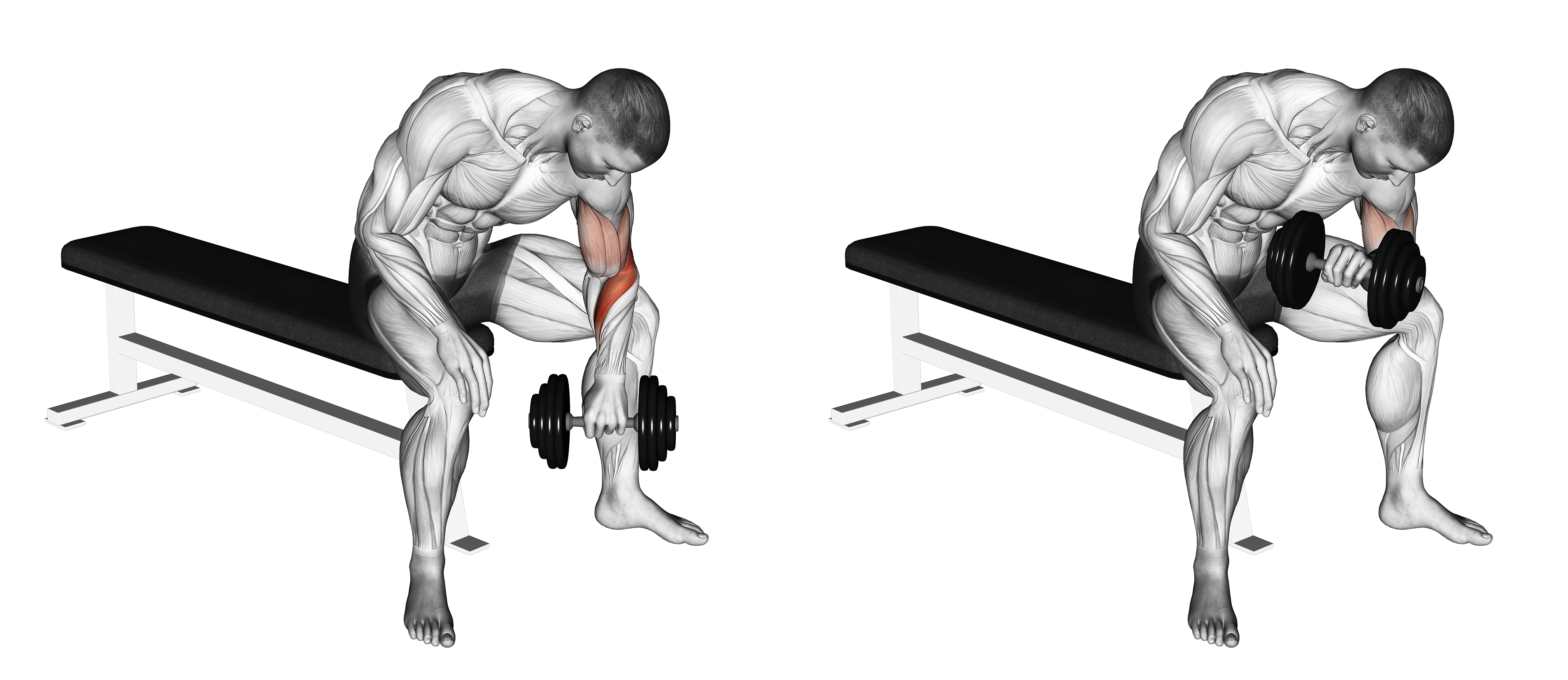 Dumbbell Seated Revers Grip Concentration Curl