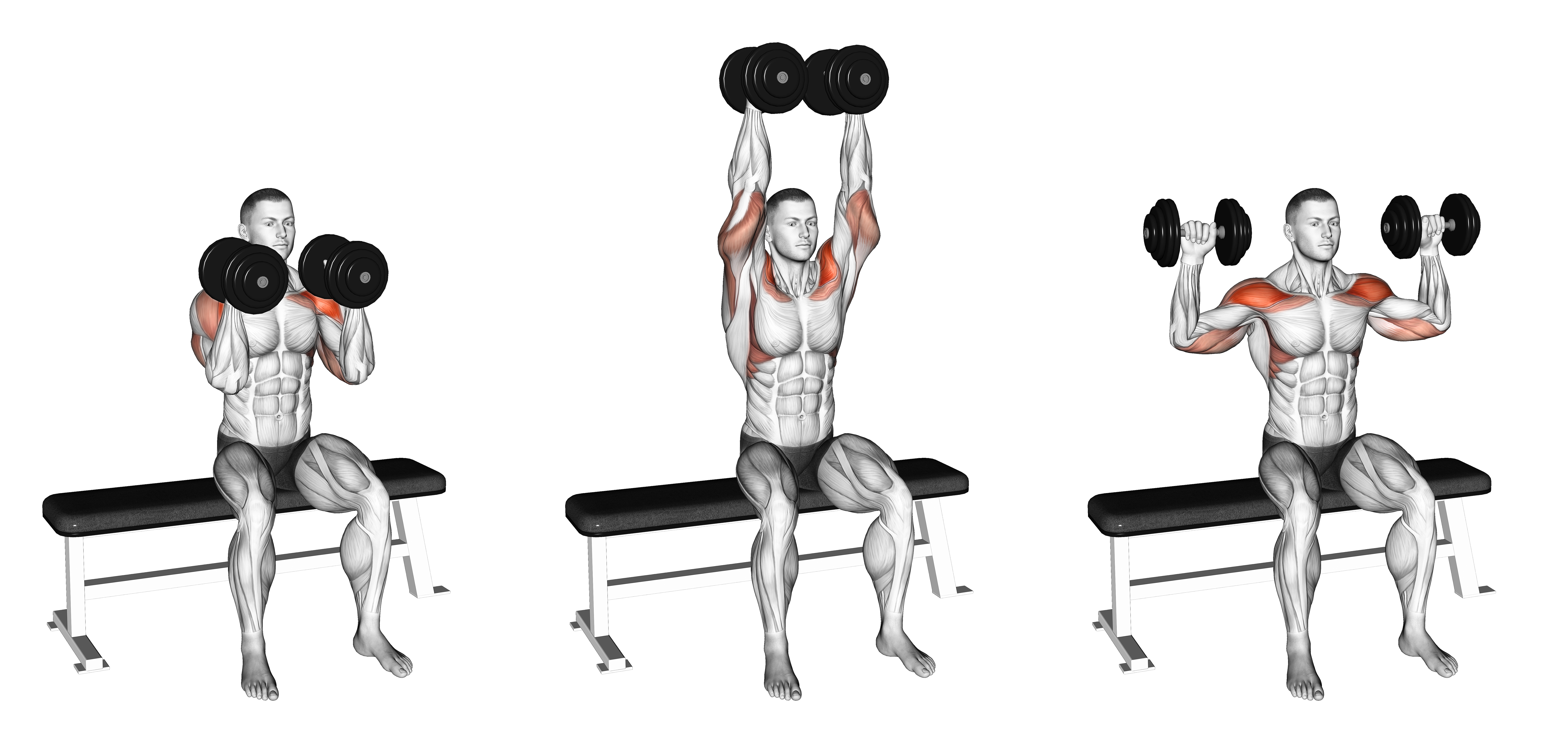 Dumbbell Seated Reverse Arnold Press