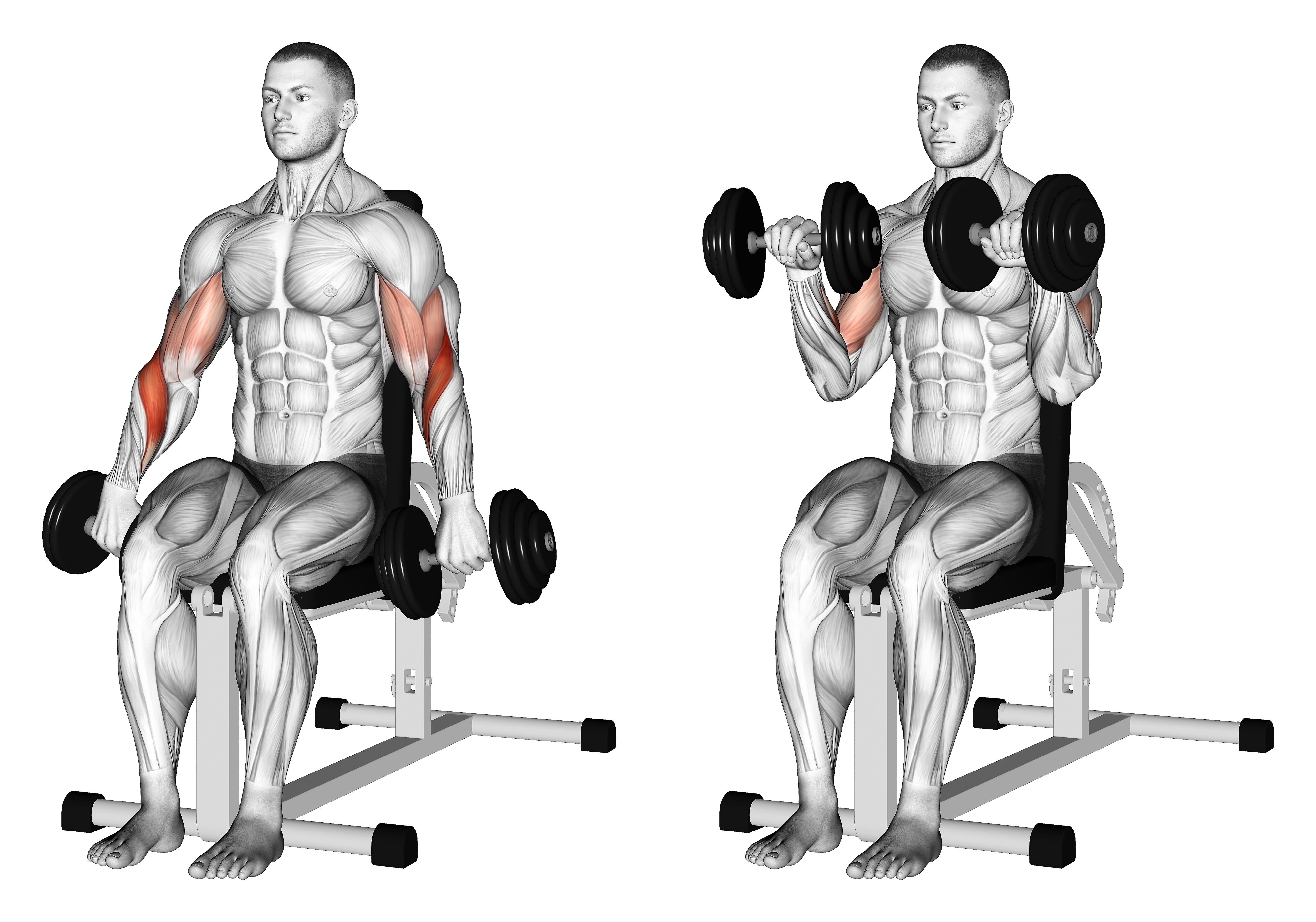Dumbbell Seated Reverse Grip Biceps Curl