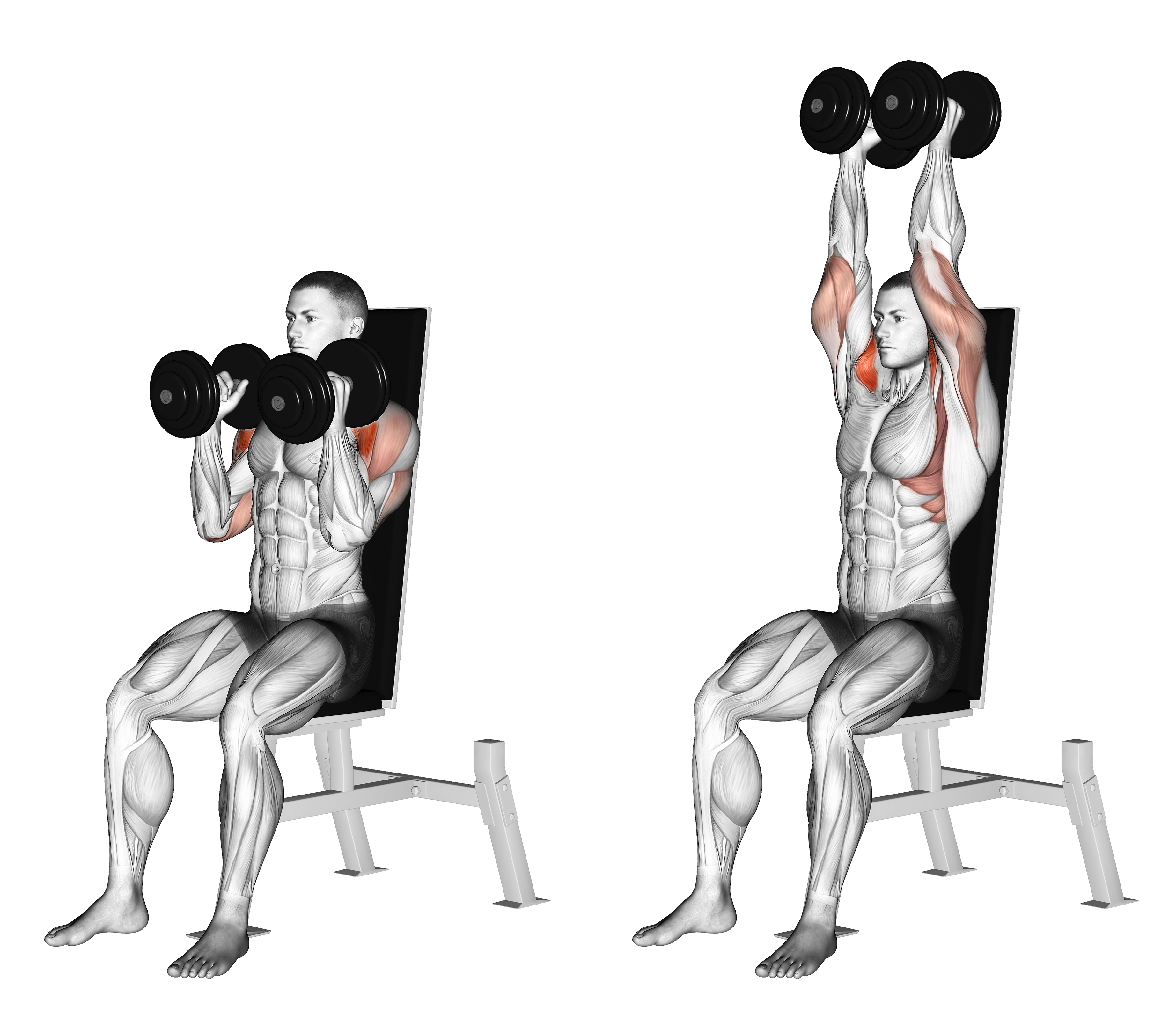 Dumbbell Seated Shoulder Press (parallel Grip)