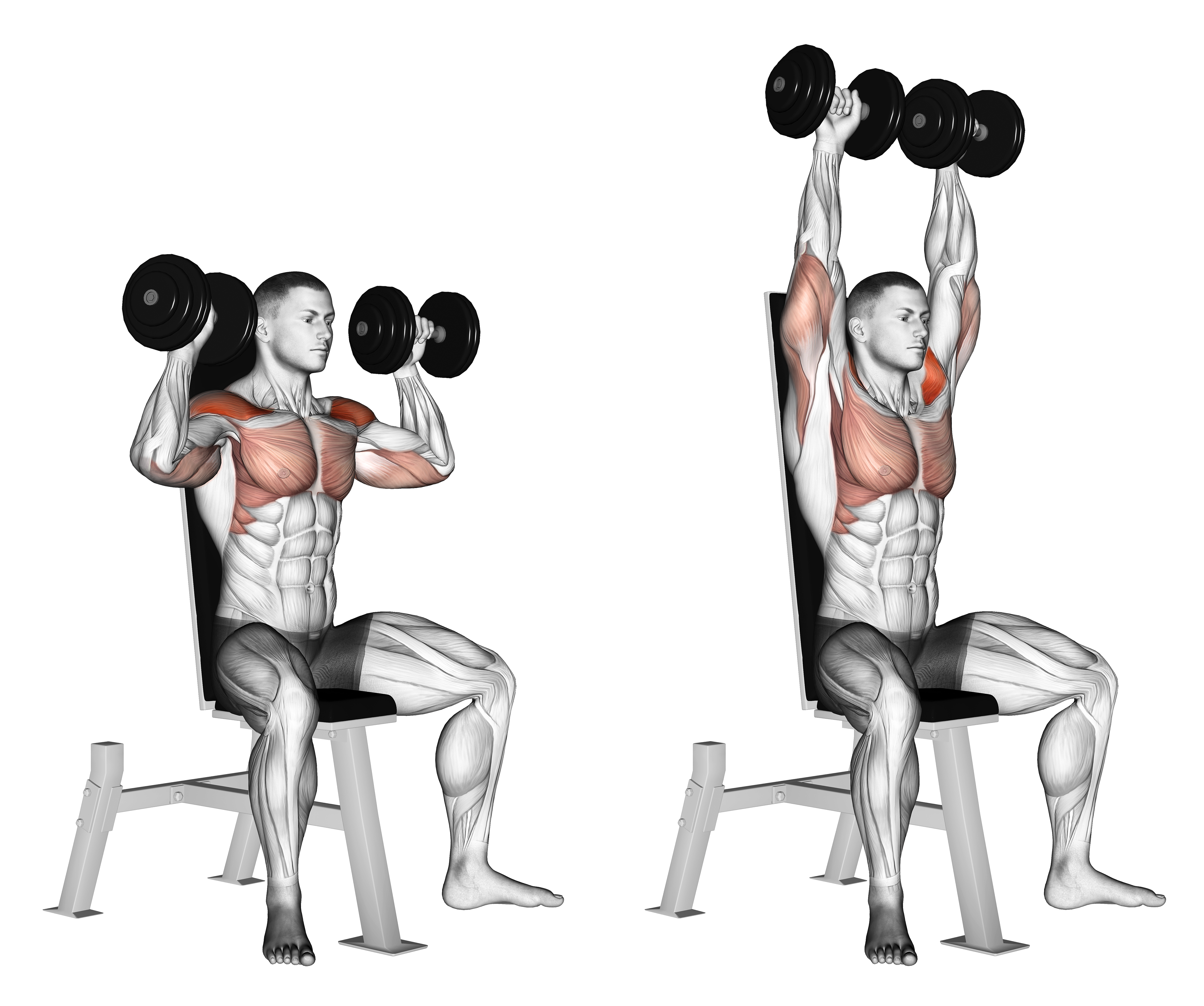 Dumbbell Seated Shoulder Press