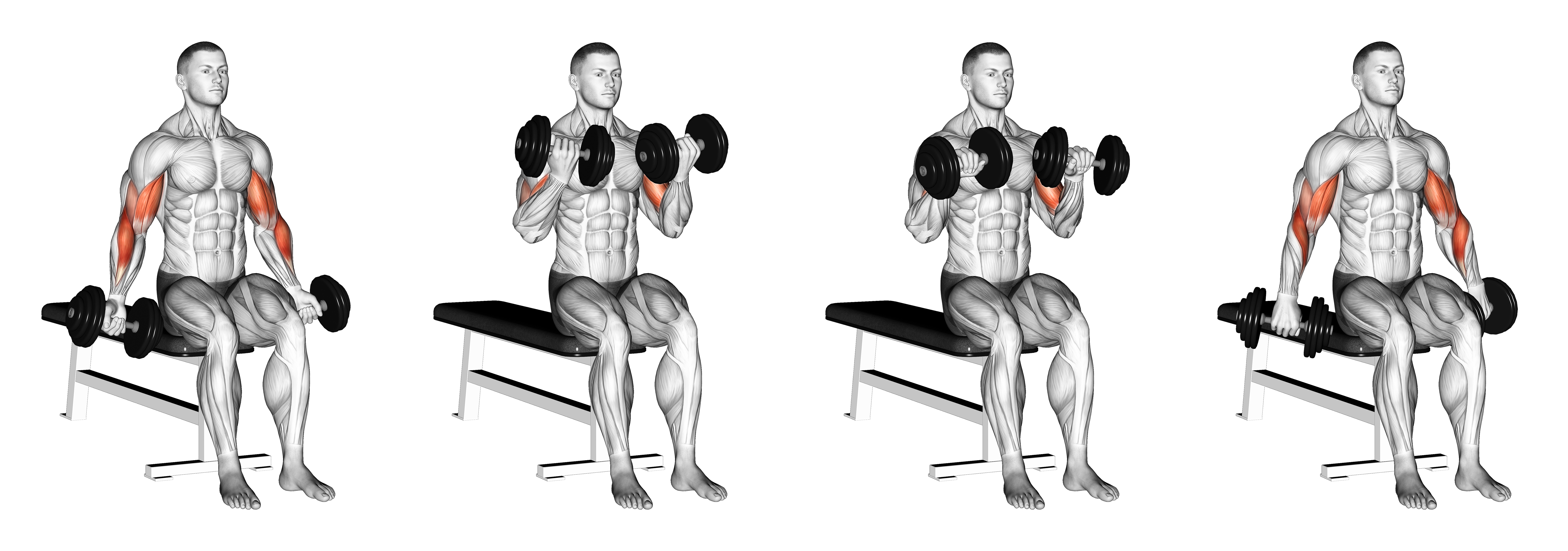 Dumbbell Seated Zottman Curl