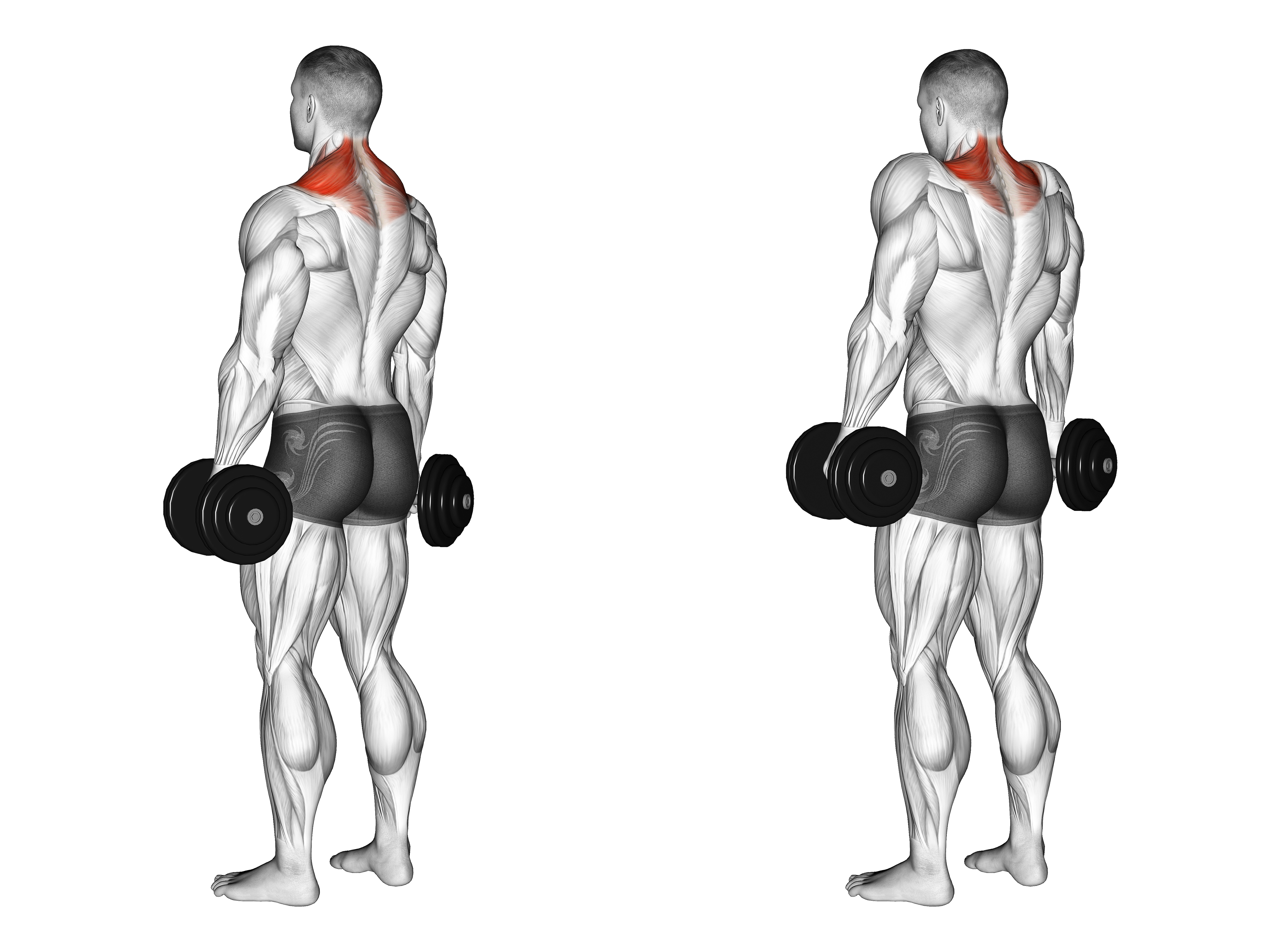 Dumbbell Shrug