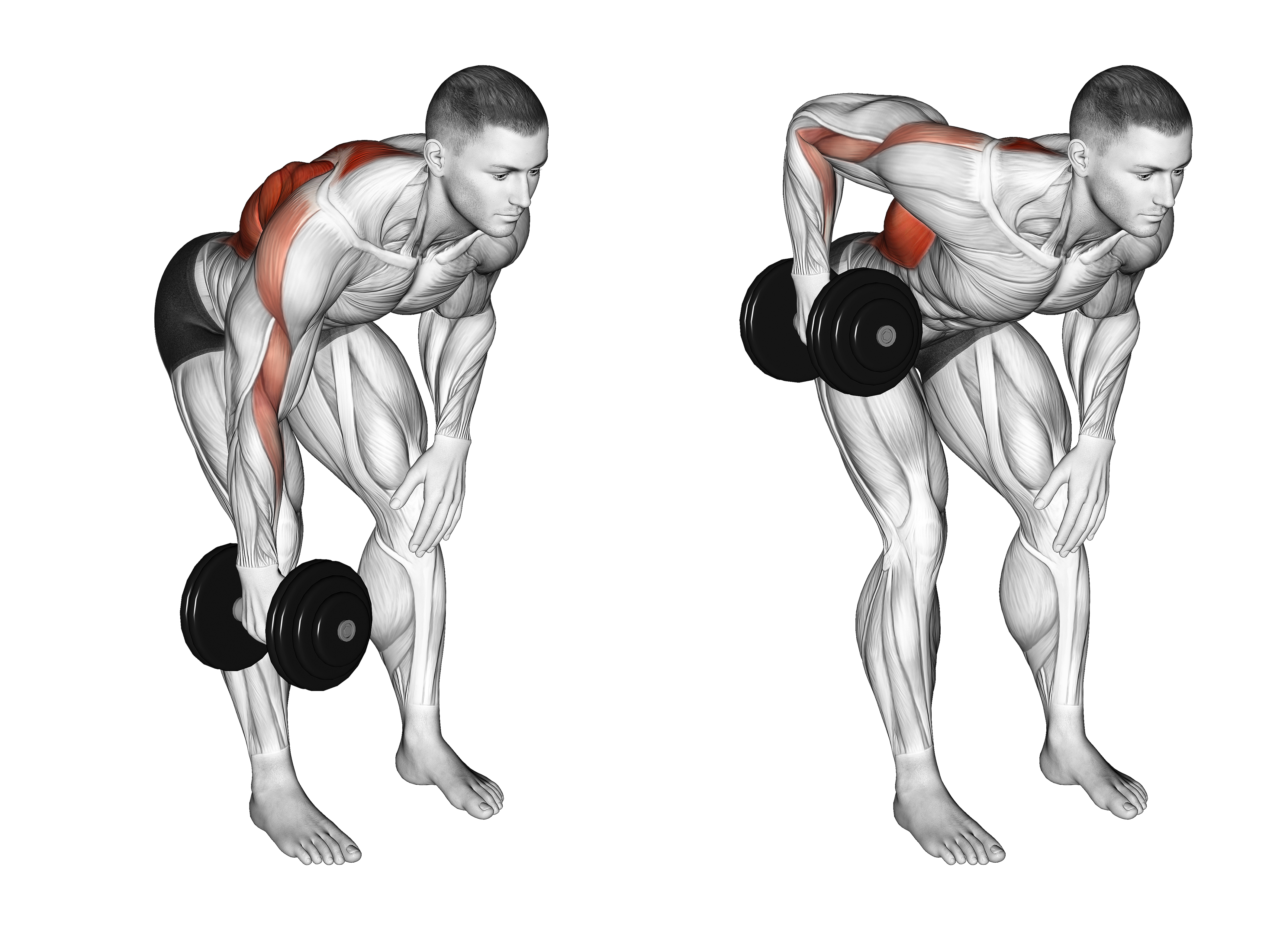 Dumbbell Single Arm Bent Over Row