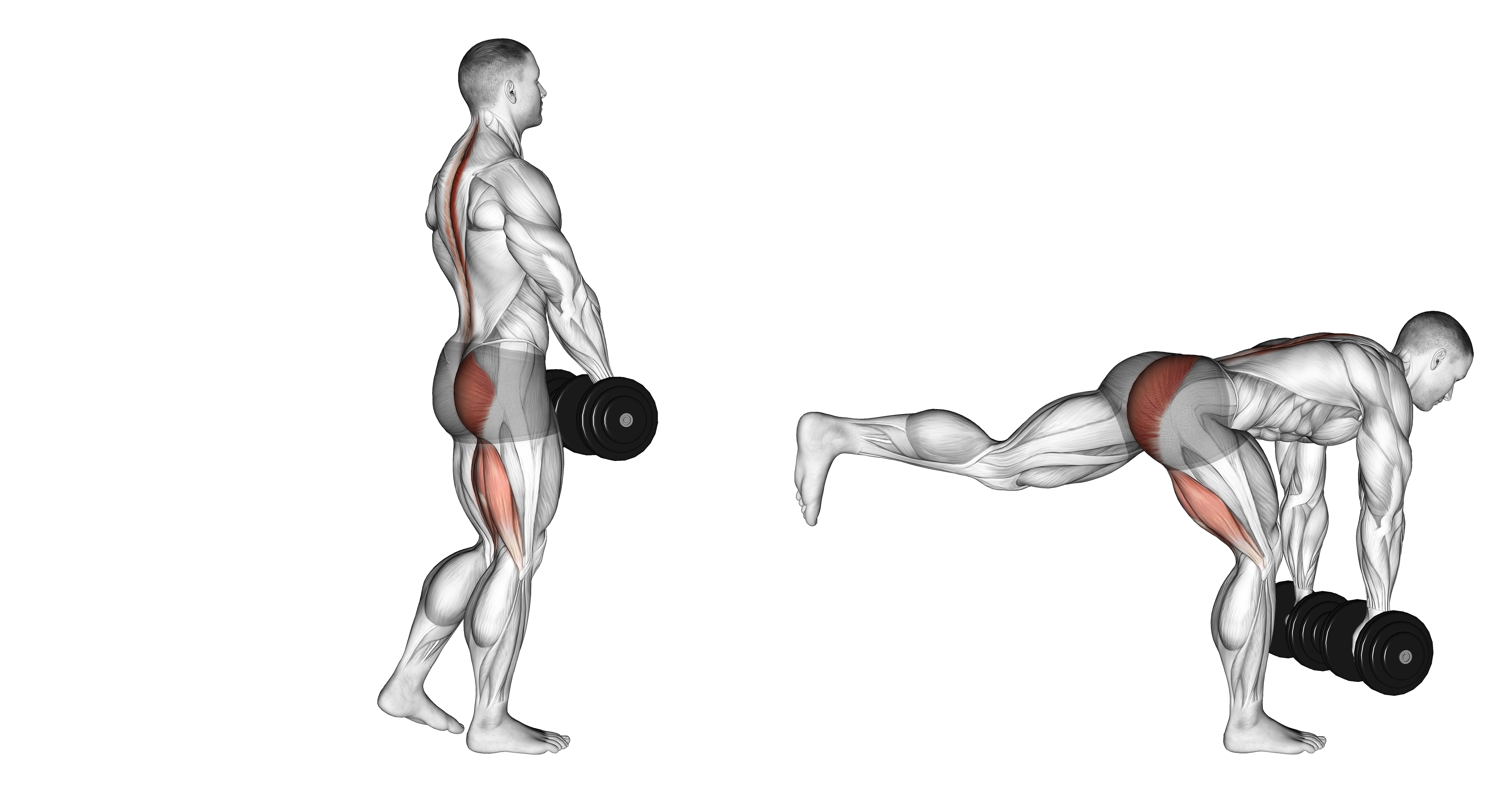 Dumbbell Single Leg Deadlift