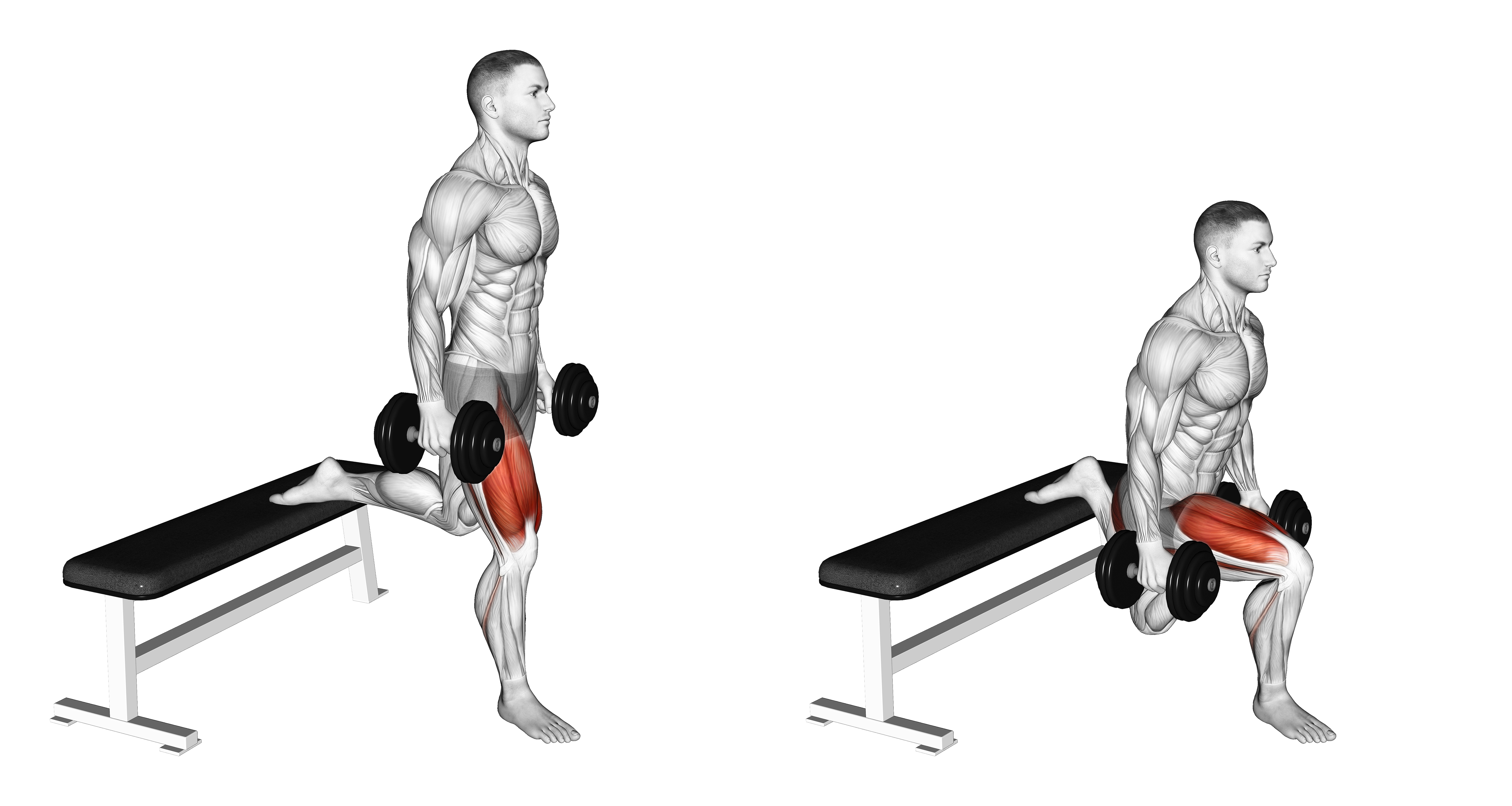 Dumbbell Single Leg Split Squat