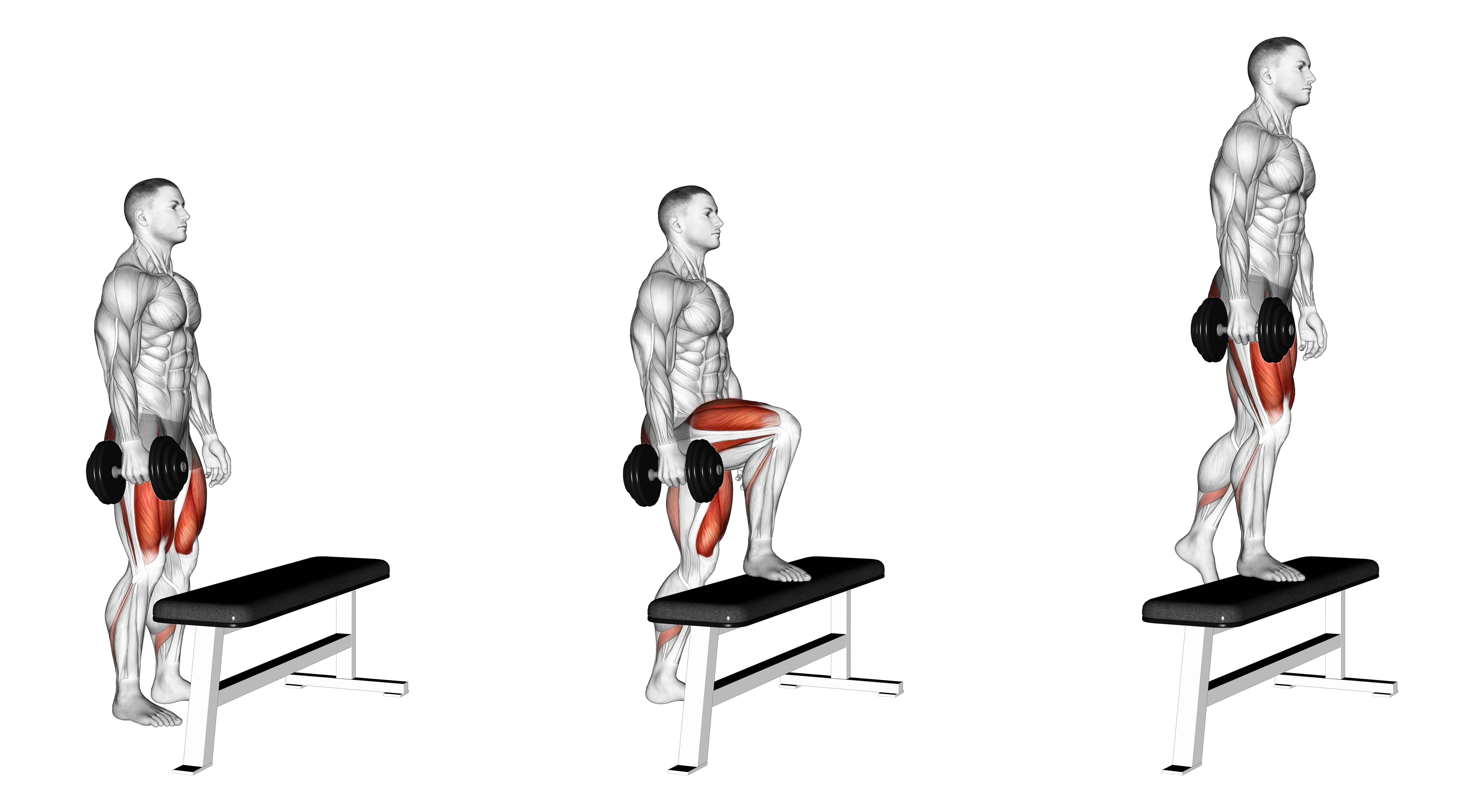 Dumbbell Single Leg Step Up On Bench
