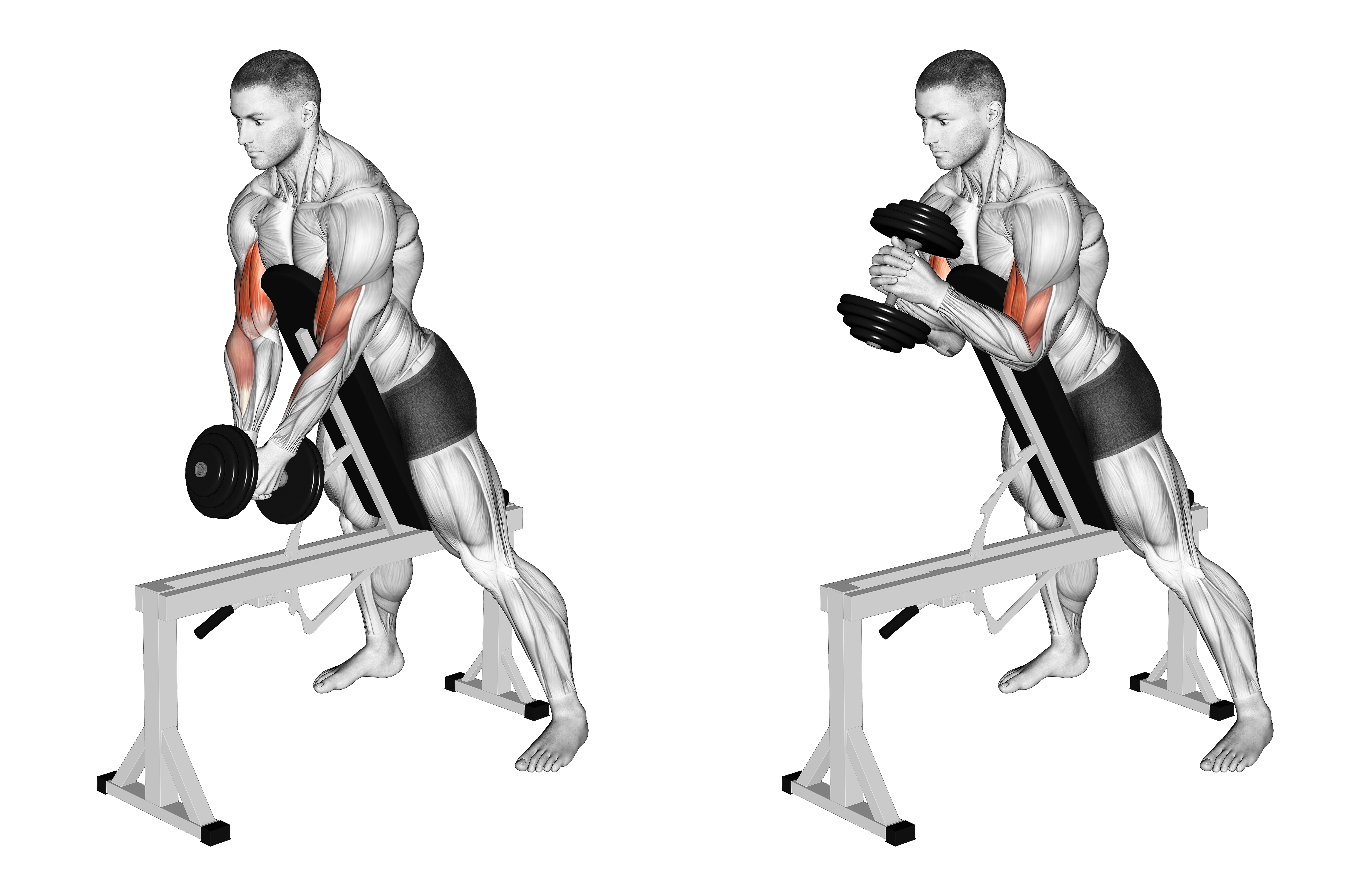 Dumbbell Single Spider Curl With Chest Support