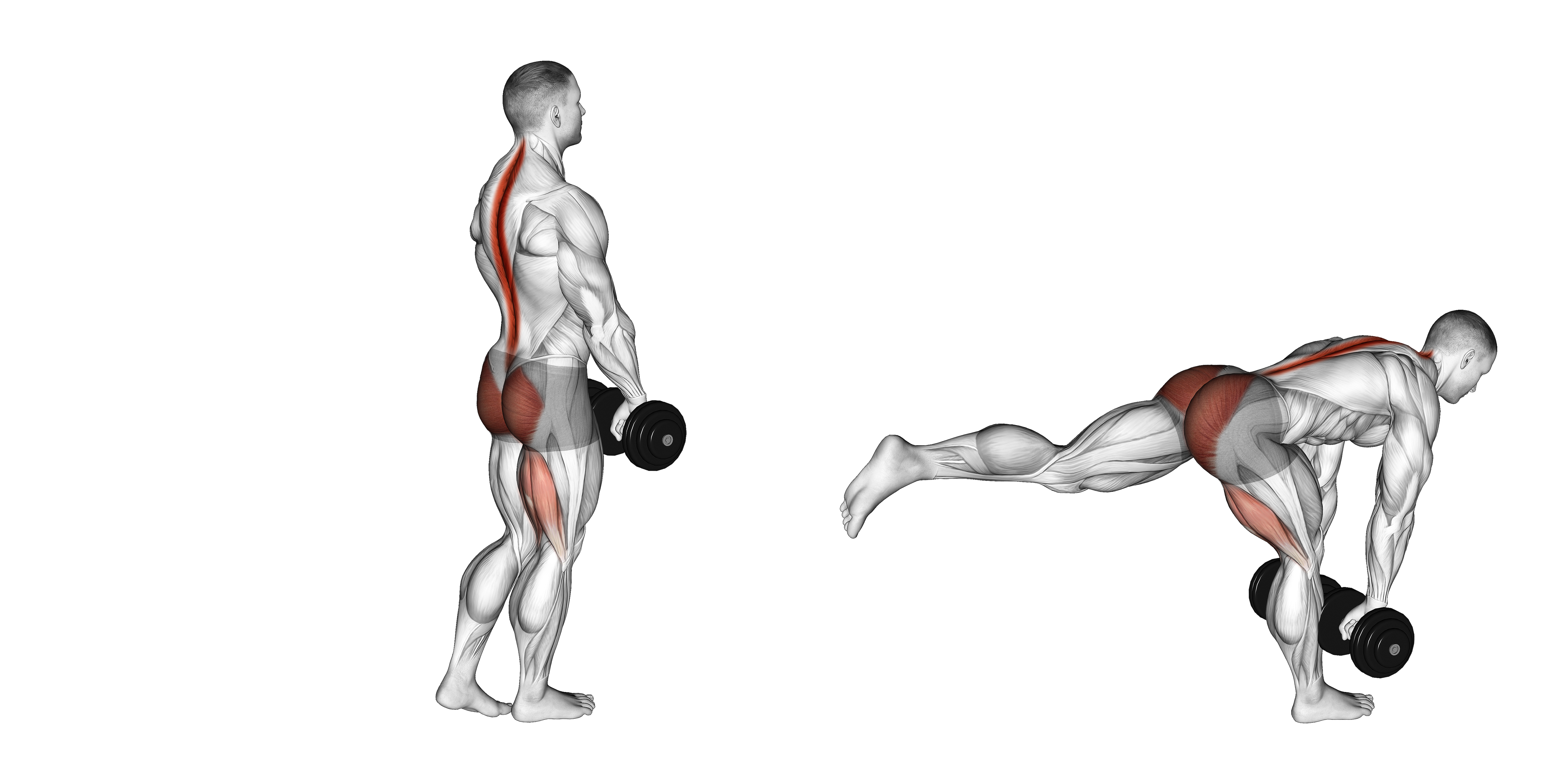 Dumbbell Single Stiff Leg Deadlift