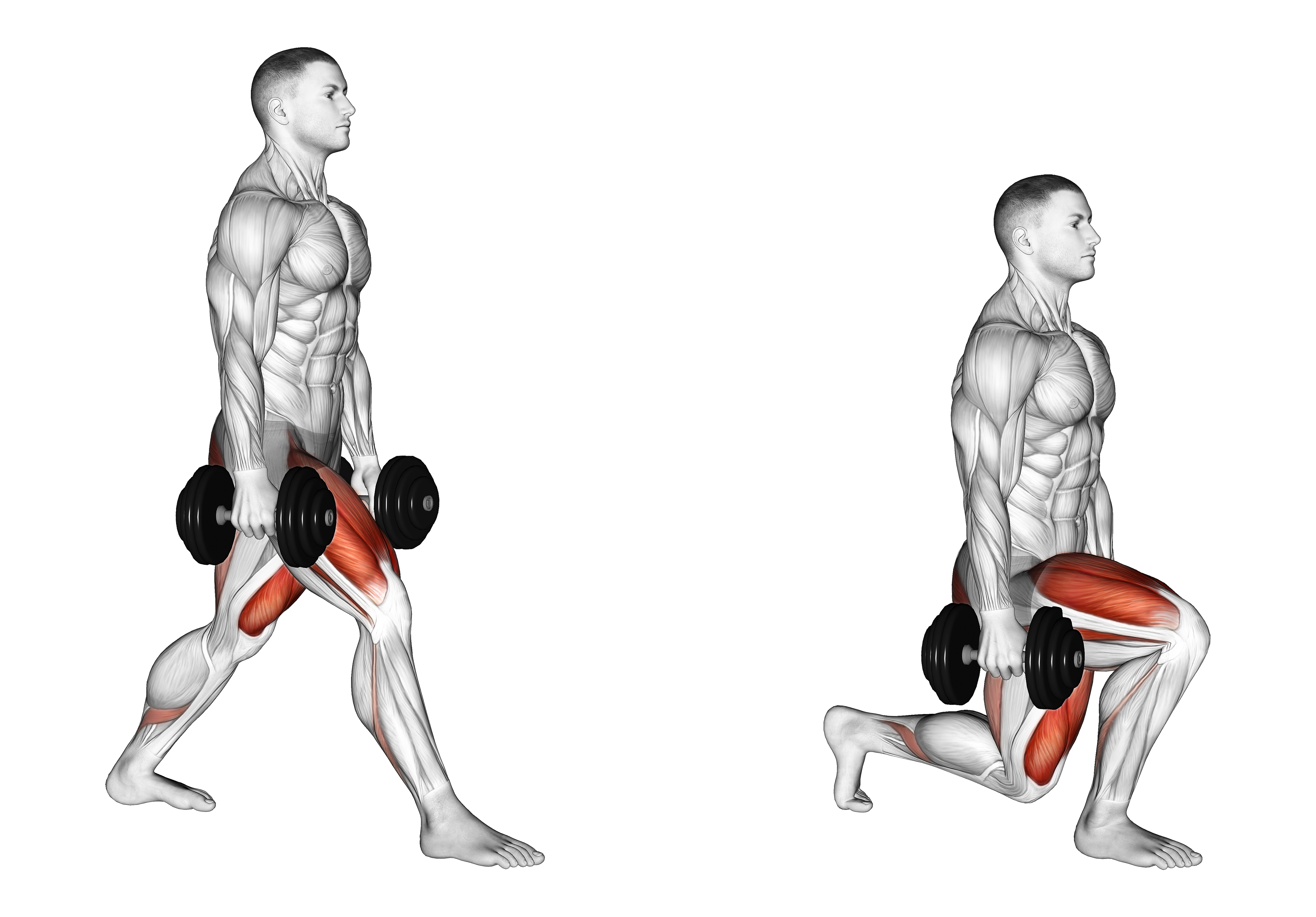 Dumbbell Split Squat