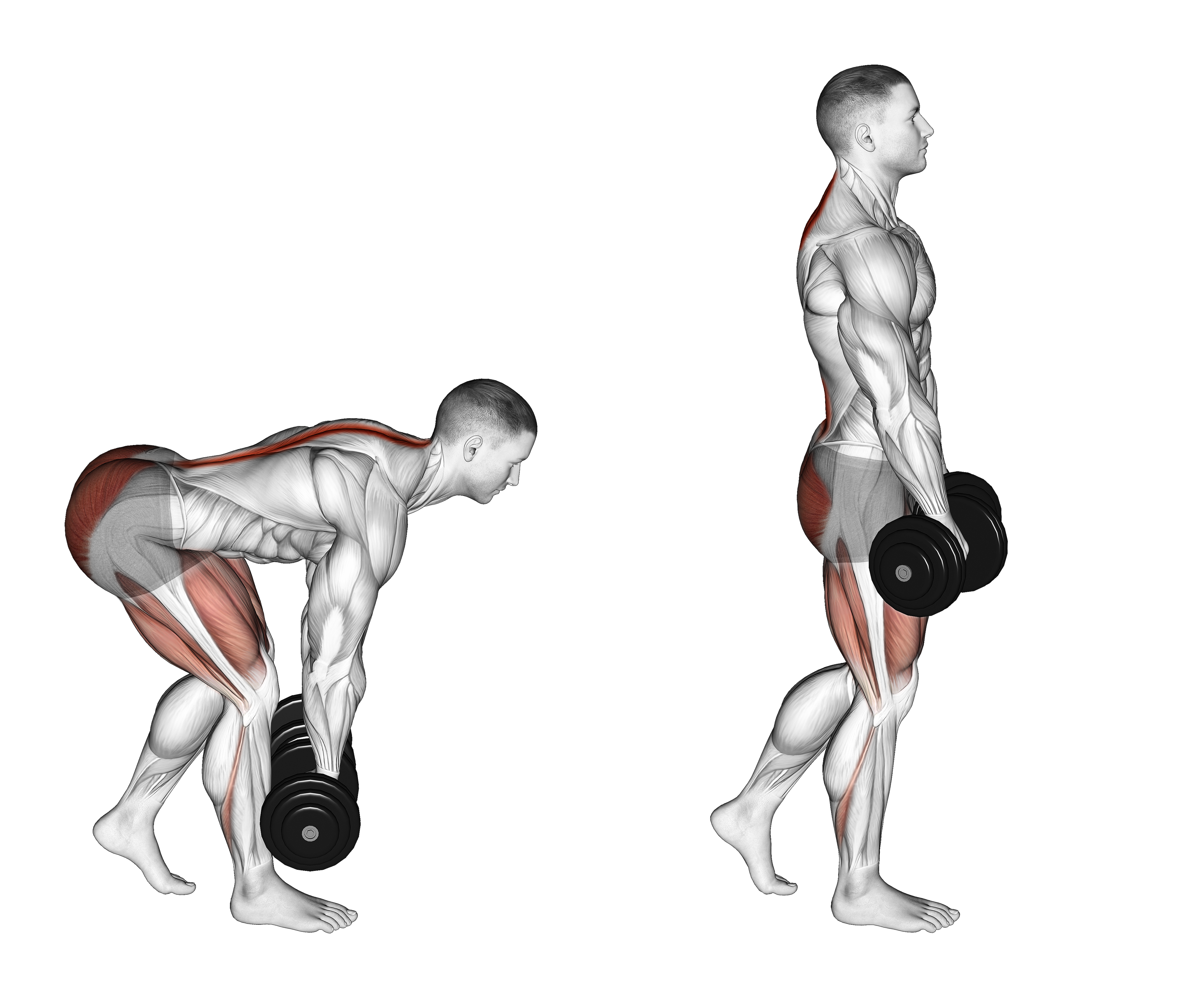 Dumbbell Staggered Stance Romanian Deadlift