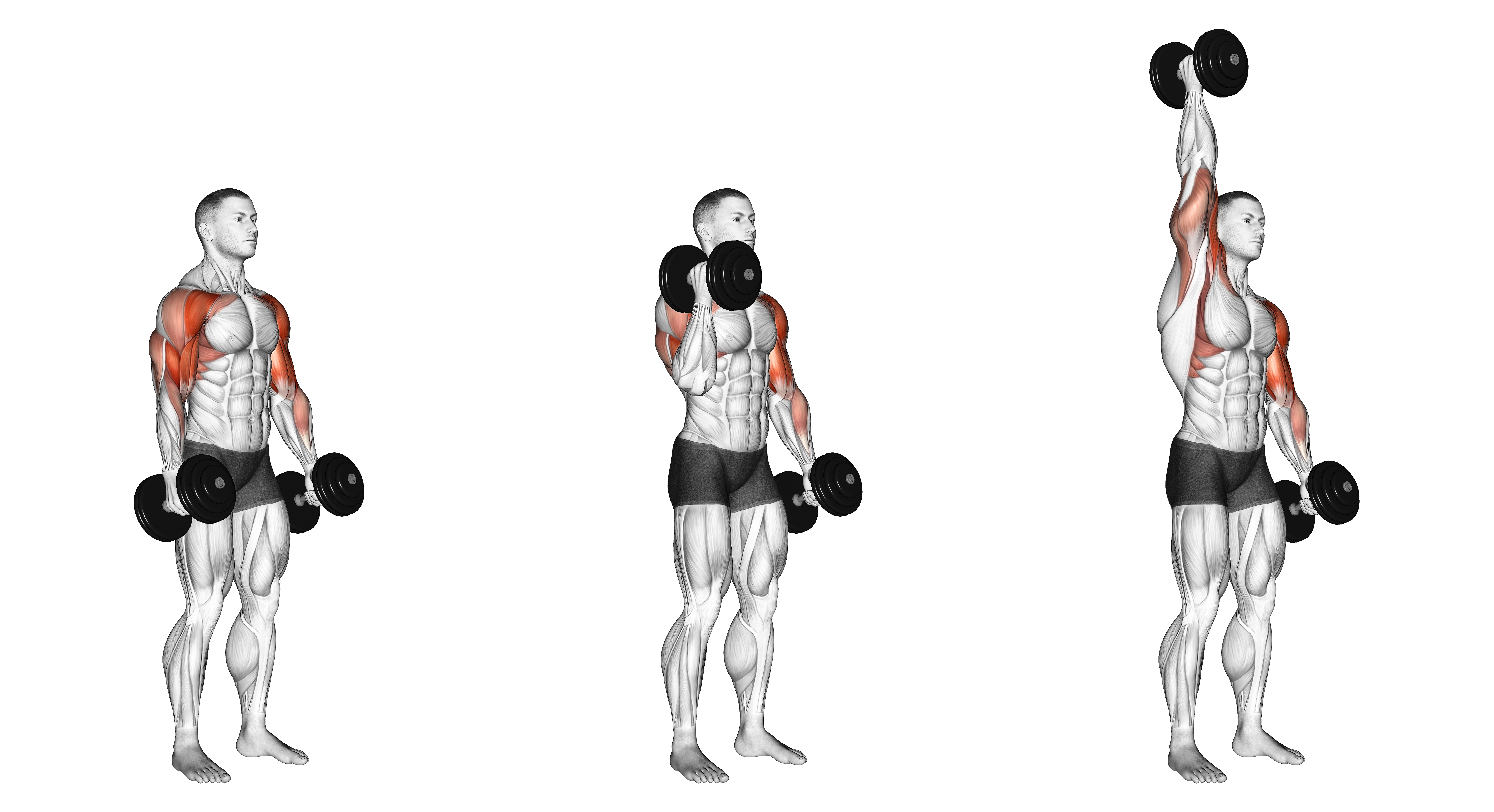 Dumbbell Standing Alternate Hammer Curl And Press