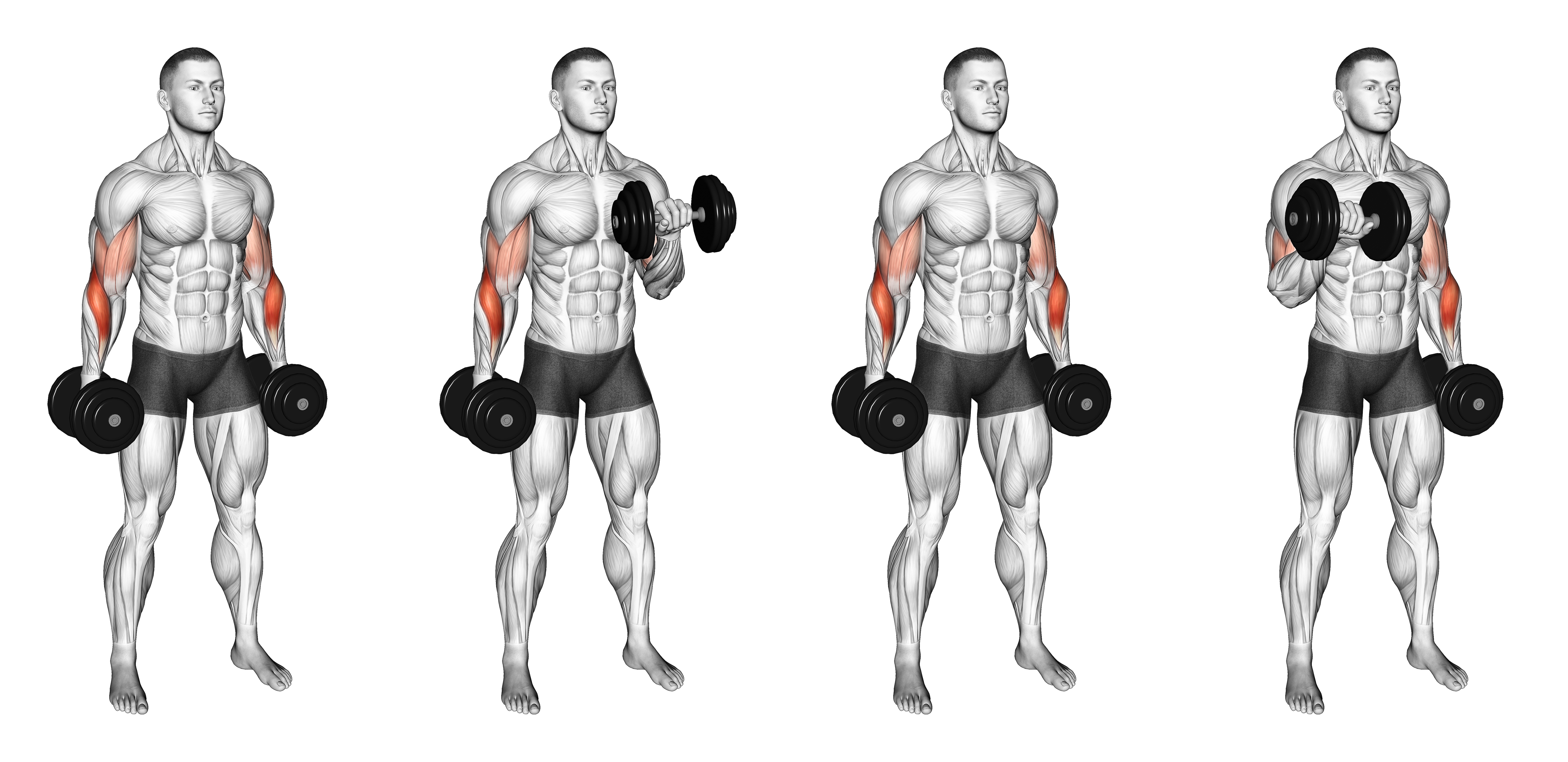 Dumbbell Standing Alternate Reverse Curl