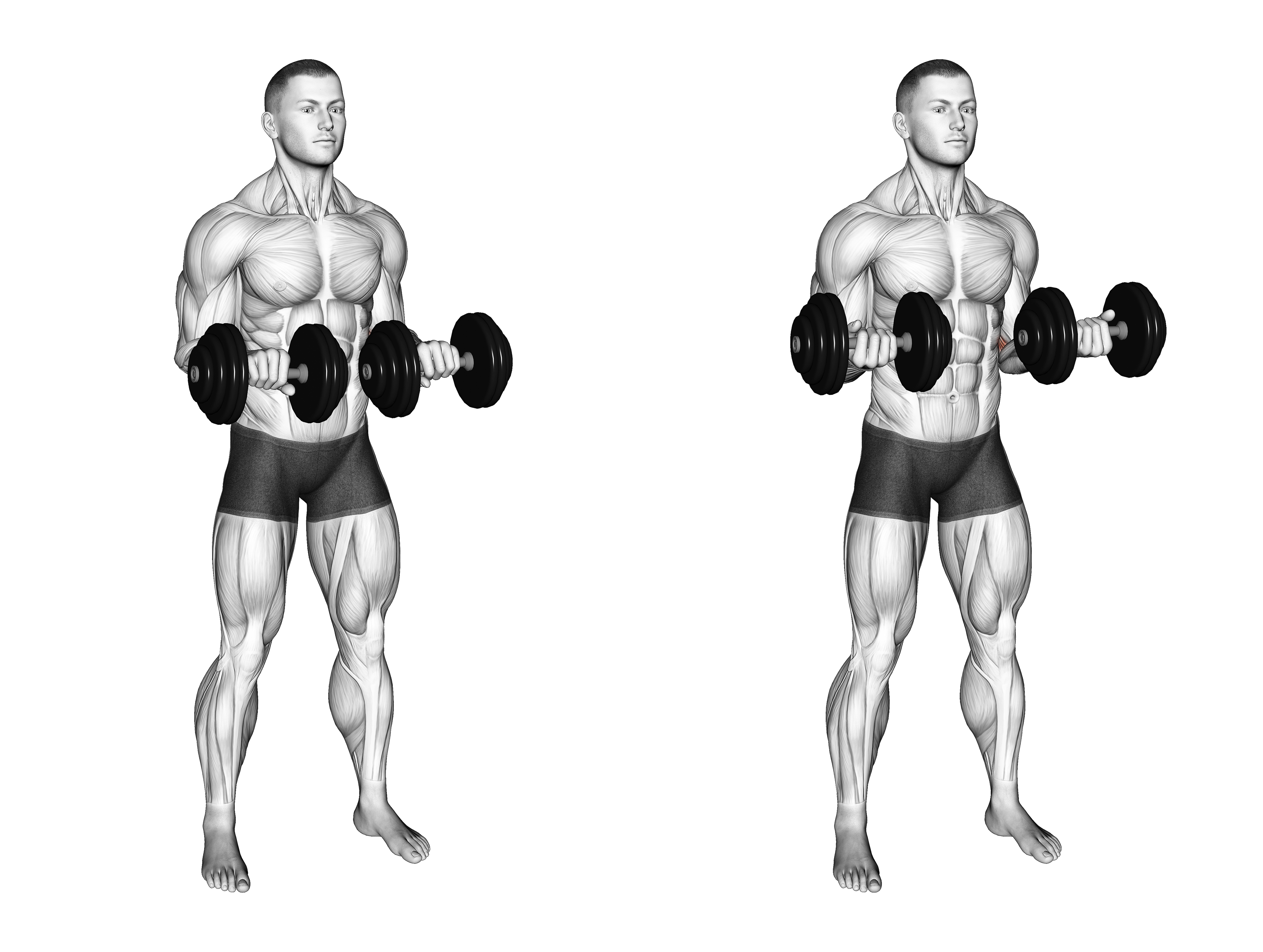 Dumbbell Standing Arms Rotate