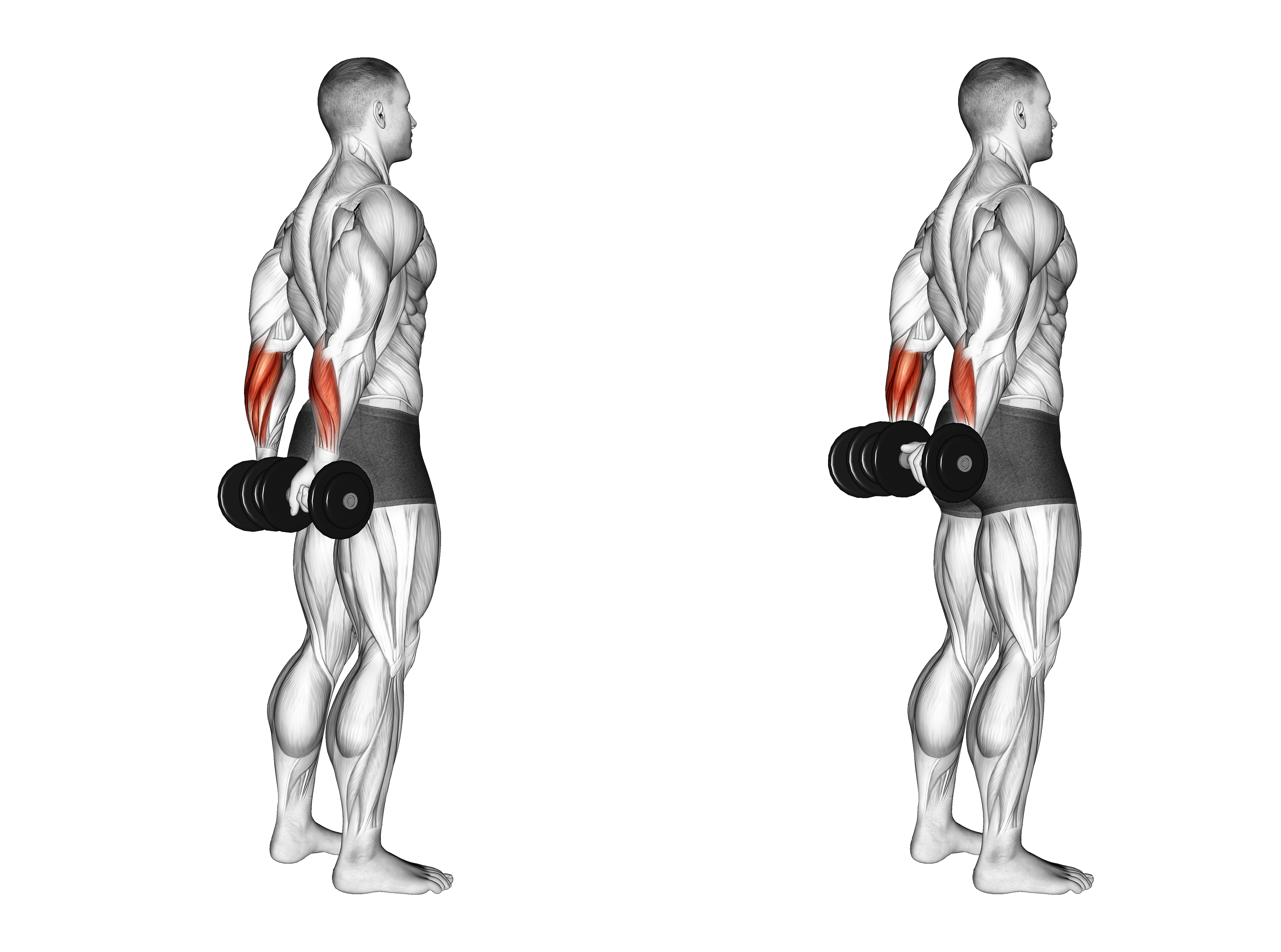 Dumbbell Standing Back Wrist Curl