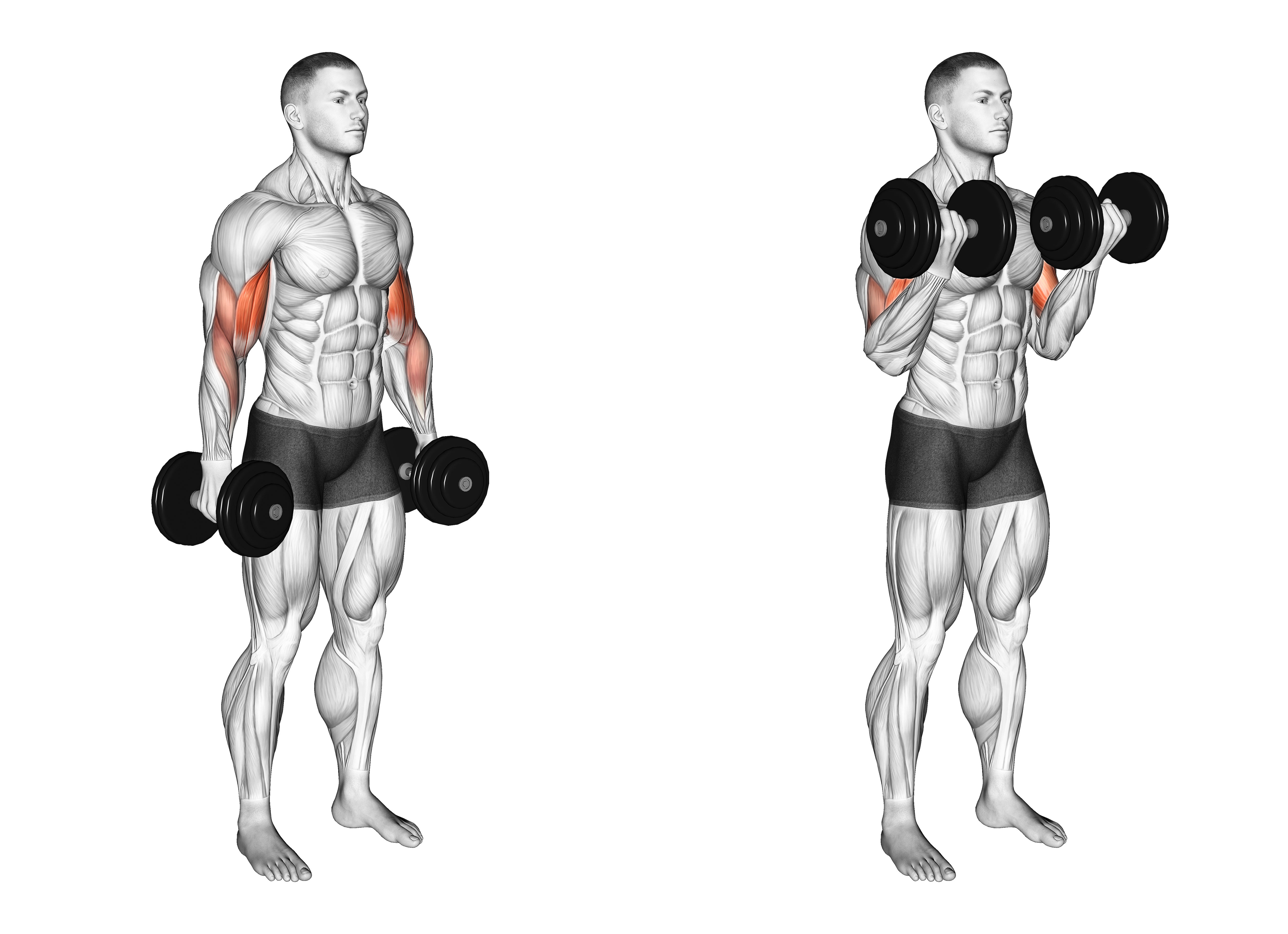Dumbbell Standing Biceps Curl