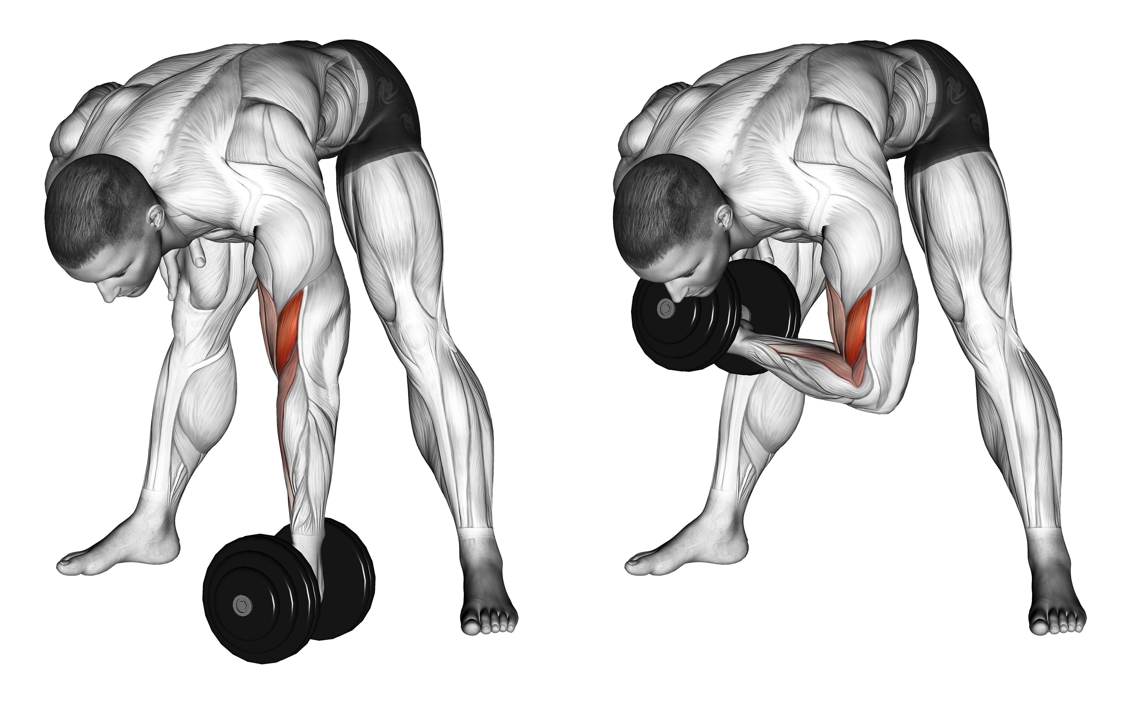 Dumbbell Standing Concentration Curl