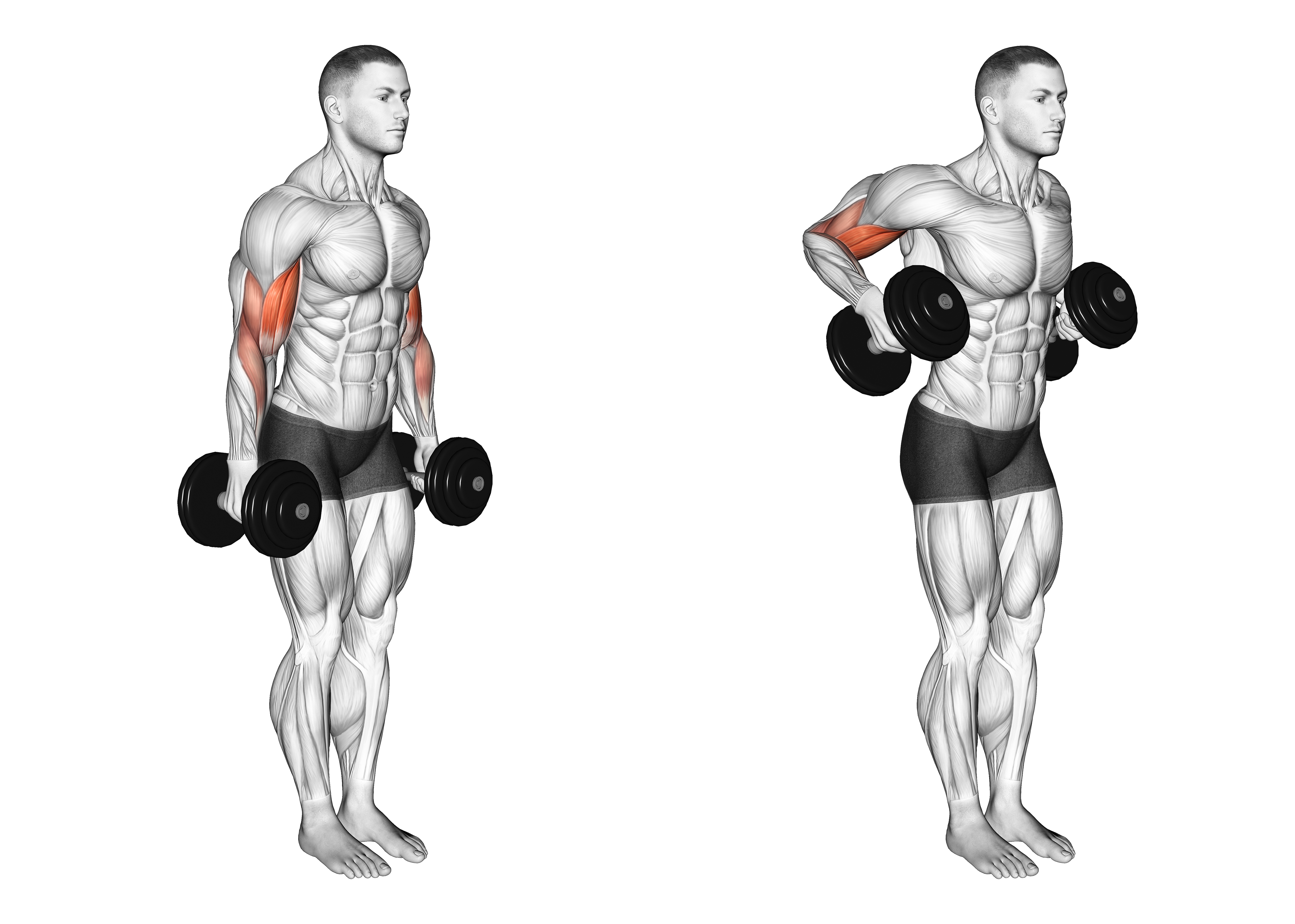Dumbbell Standing Drag Curl (version 2)