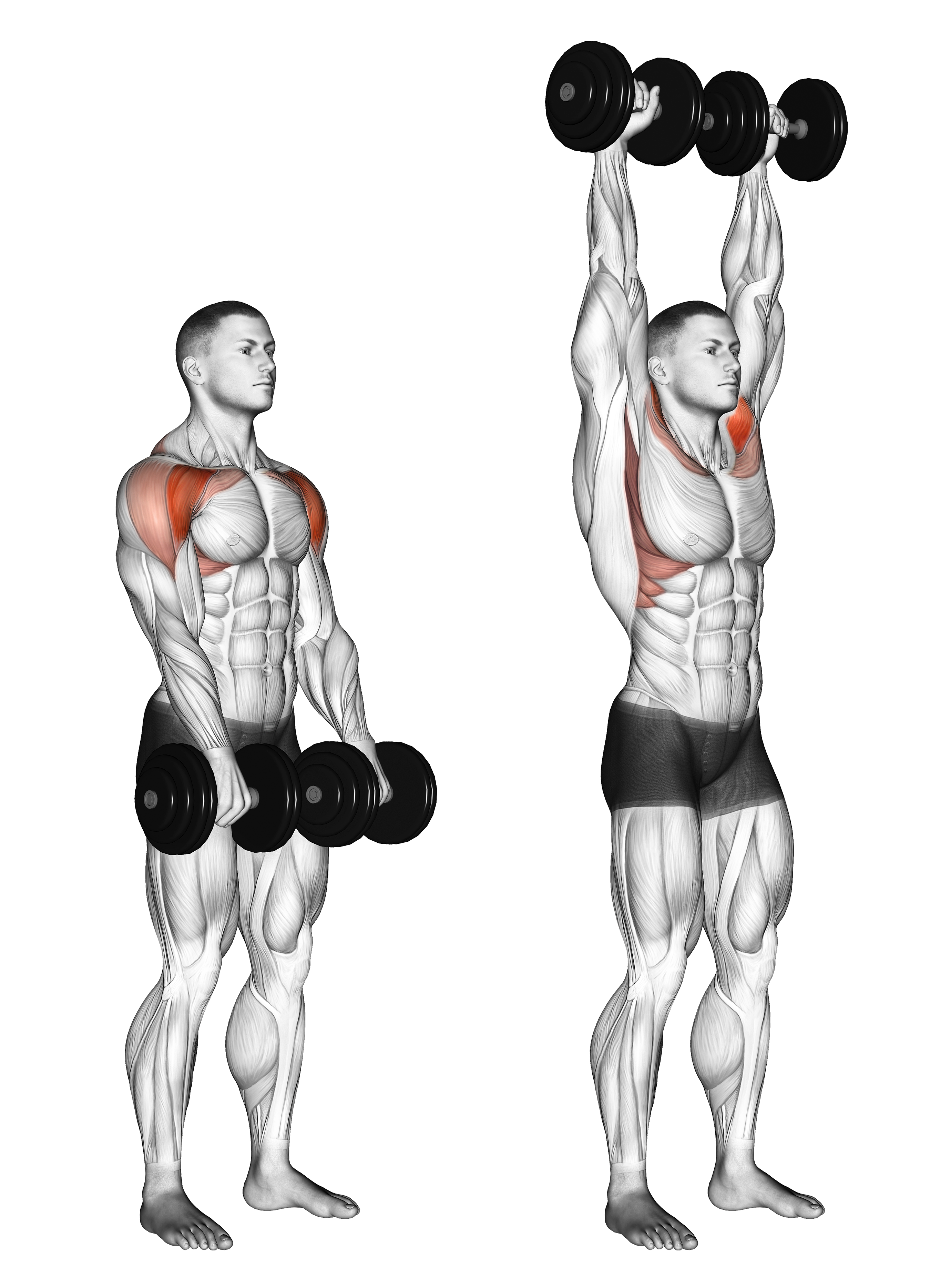 Dumbbell Standing Front Raise Above Head