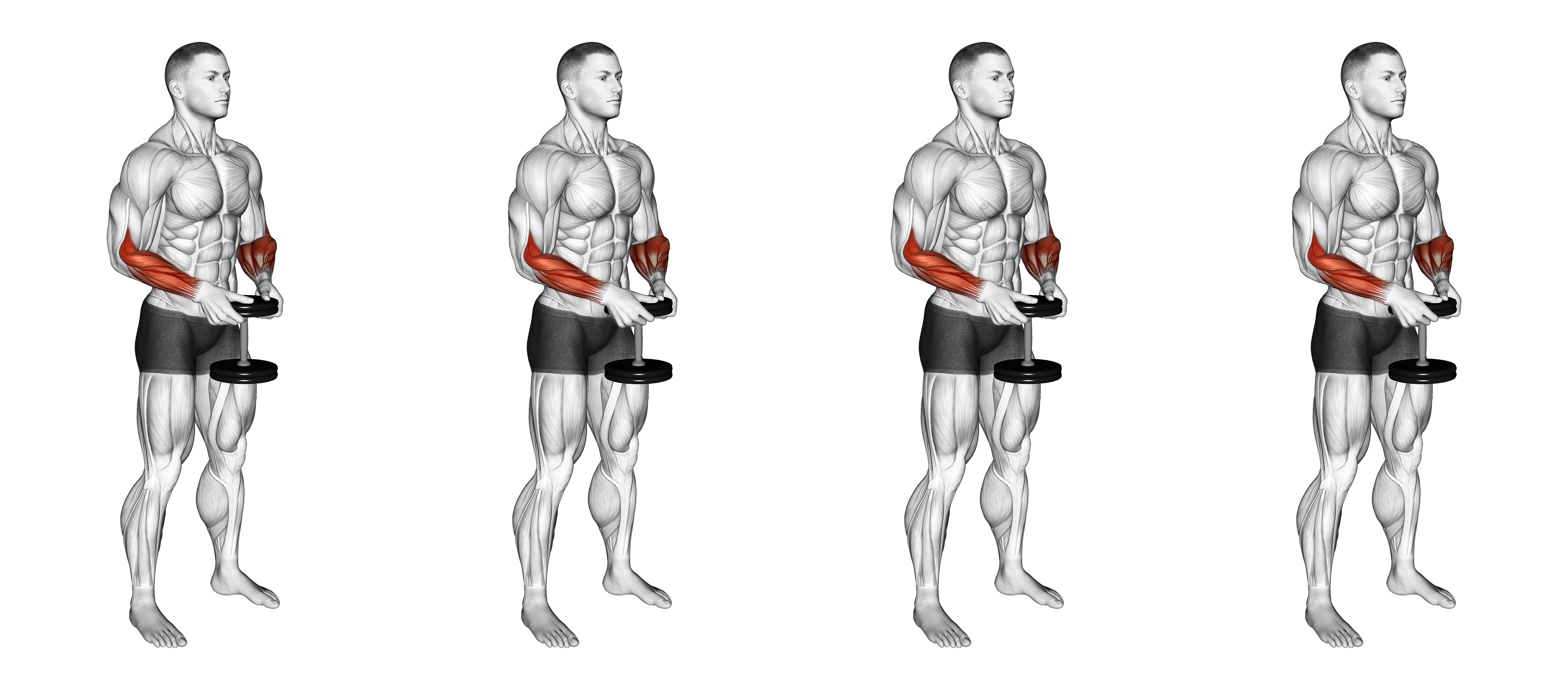 Dumbbell Standing Hands Torsion