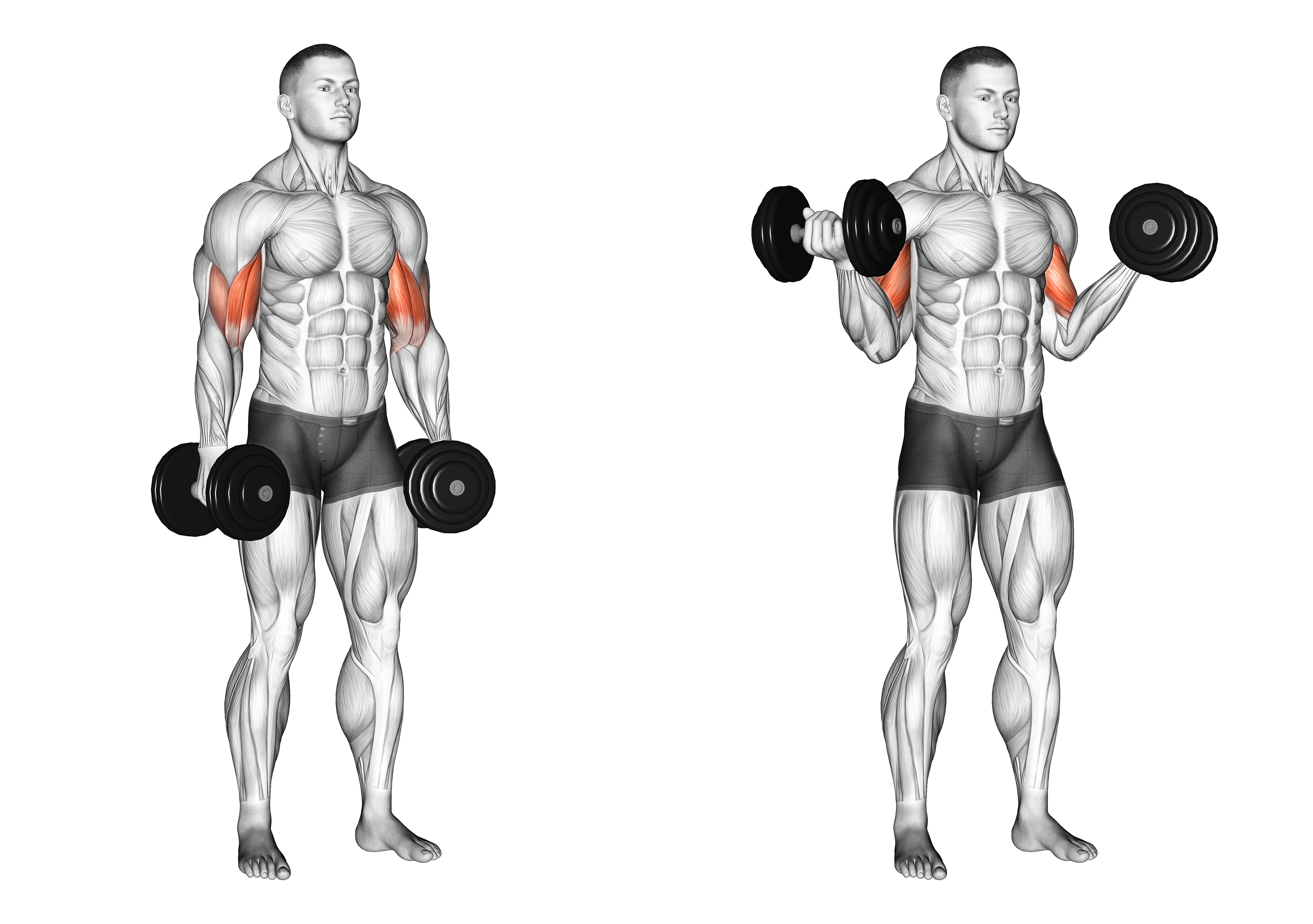 Dumbbell Standing Inner Biceps Curl (version 2)