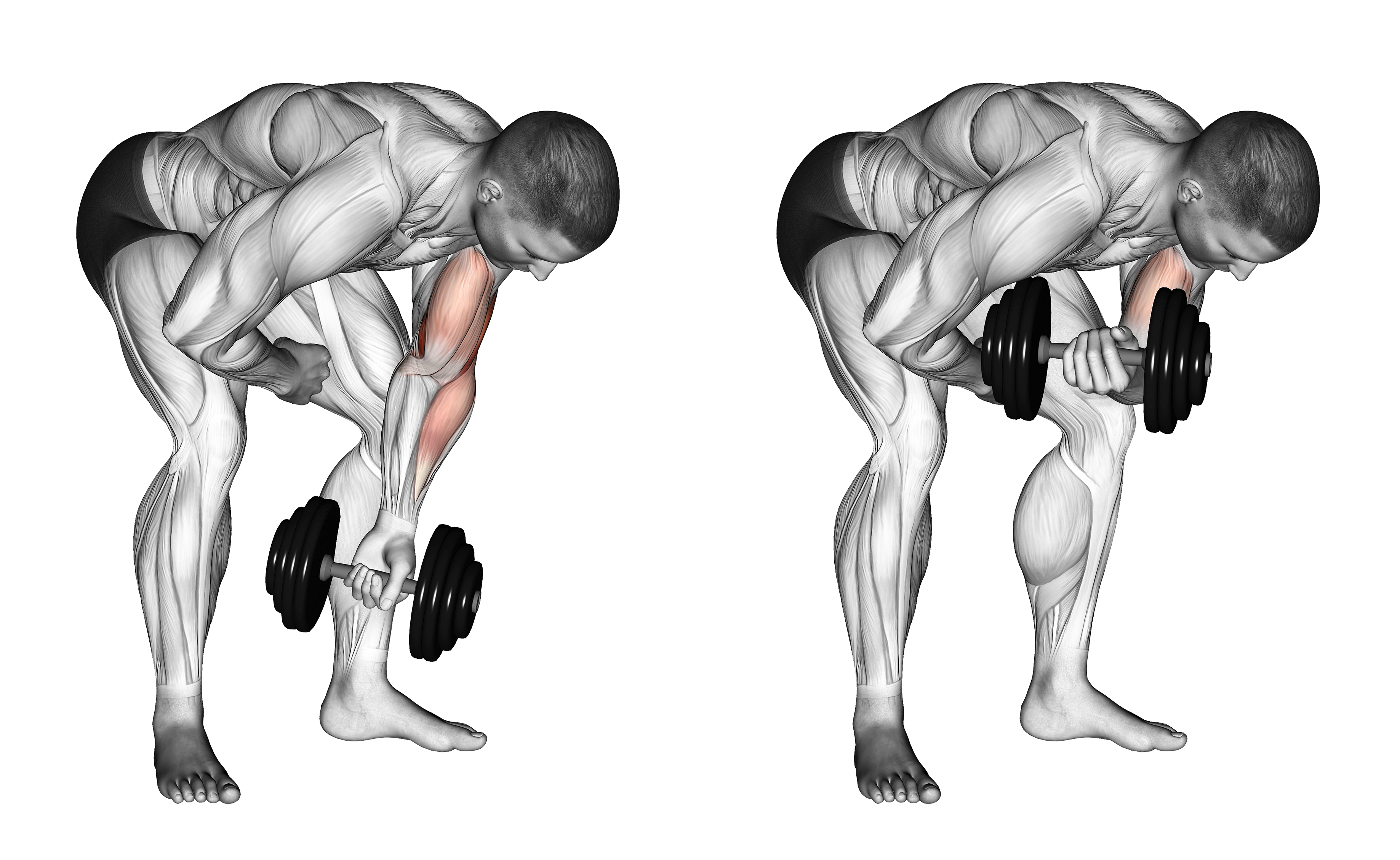 Dumbbell Standing One Arm Concentration Curl