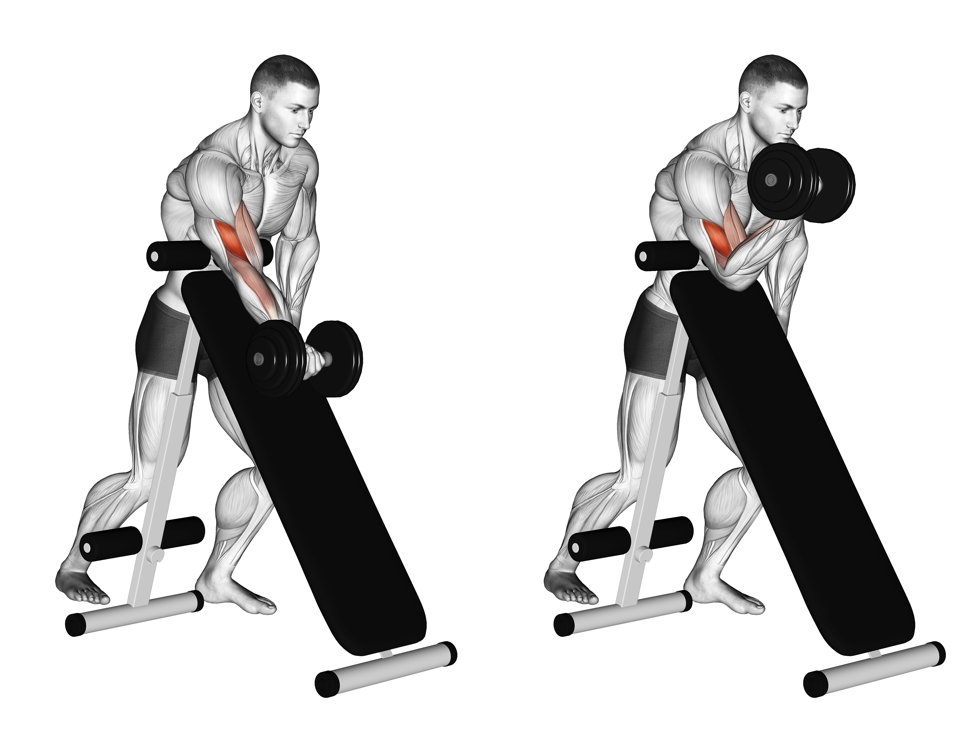 Dumbbell Standing One Arm Curl (over Incline Bench)