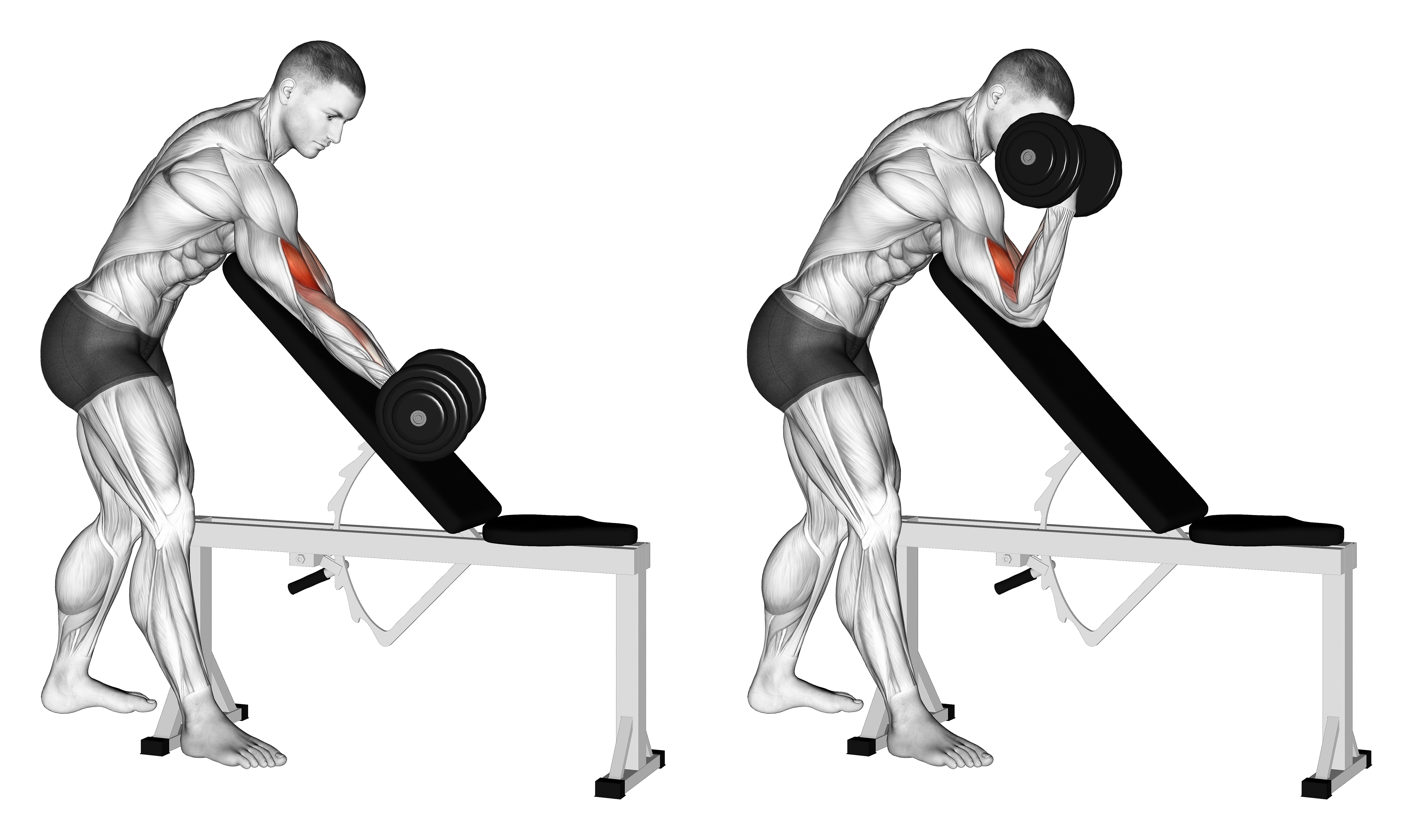 Dumbbell Standing One Arm Curl Over Incline Bench