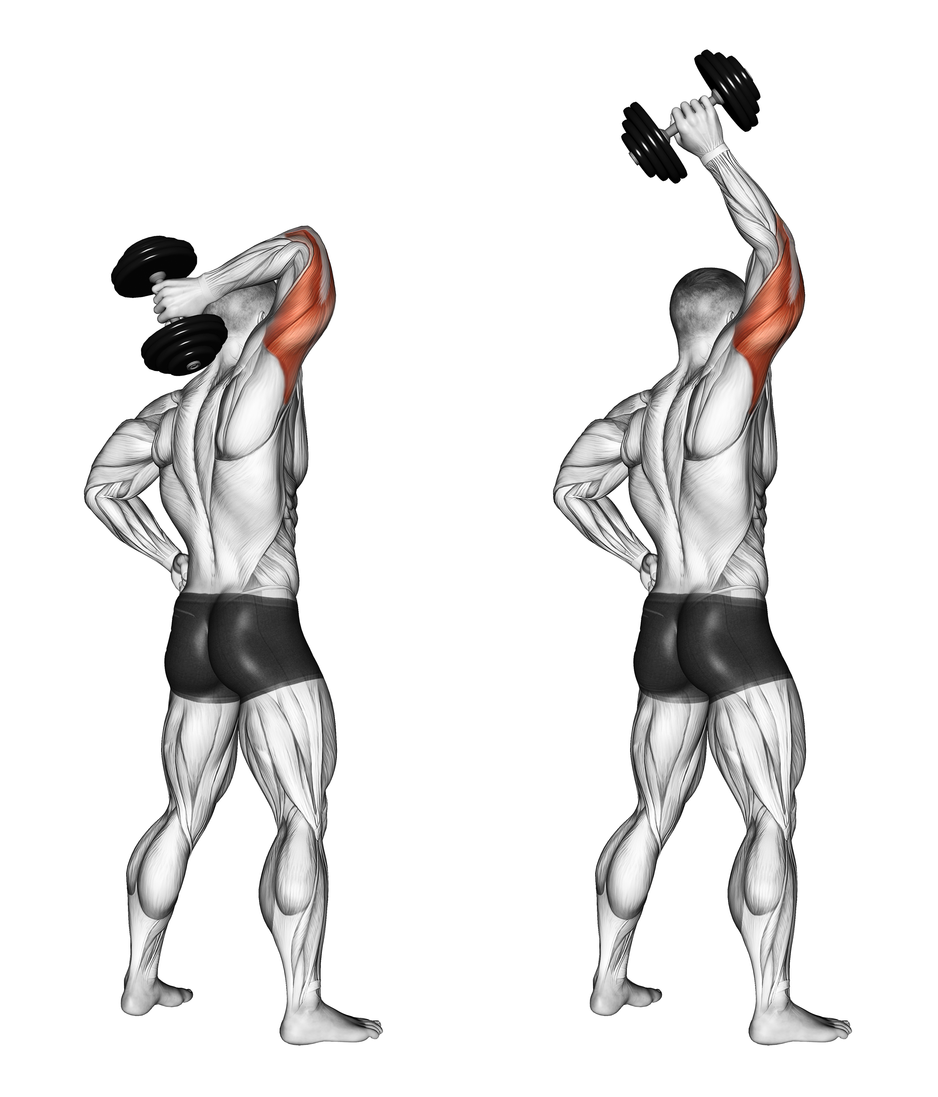 Dumbbell Standing One Arm Extension