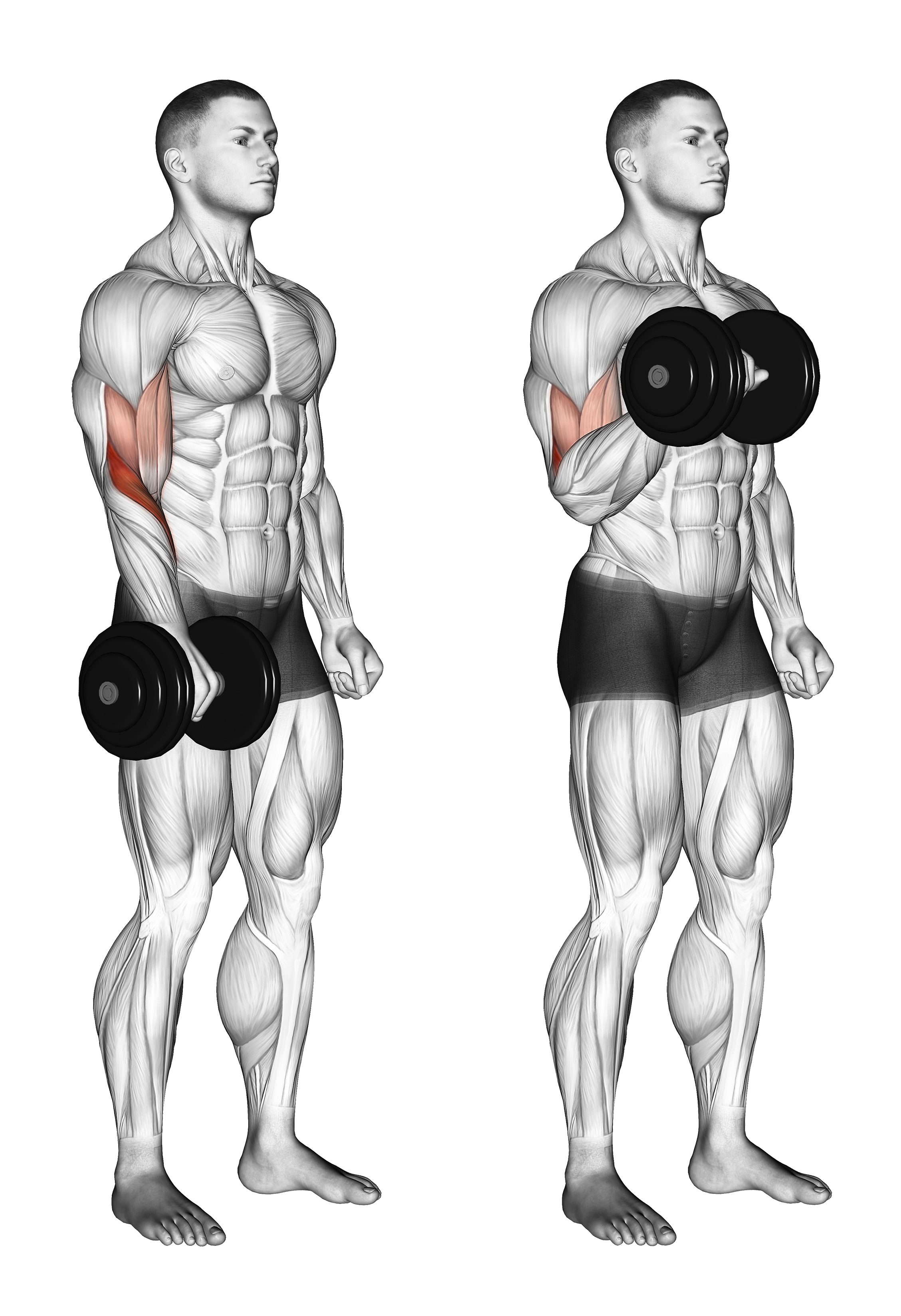 Dumbbell Standing One Arm Reverse Curl
