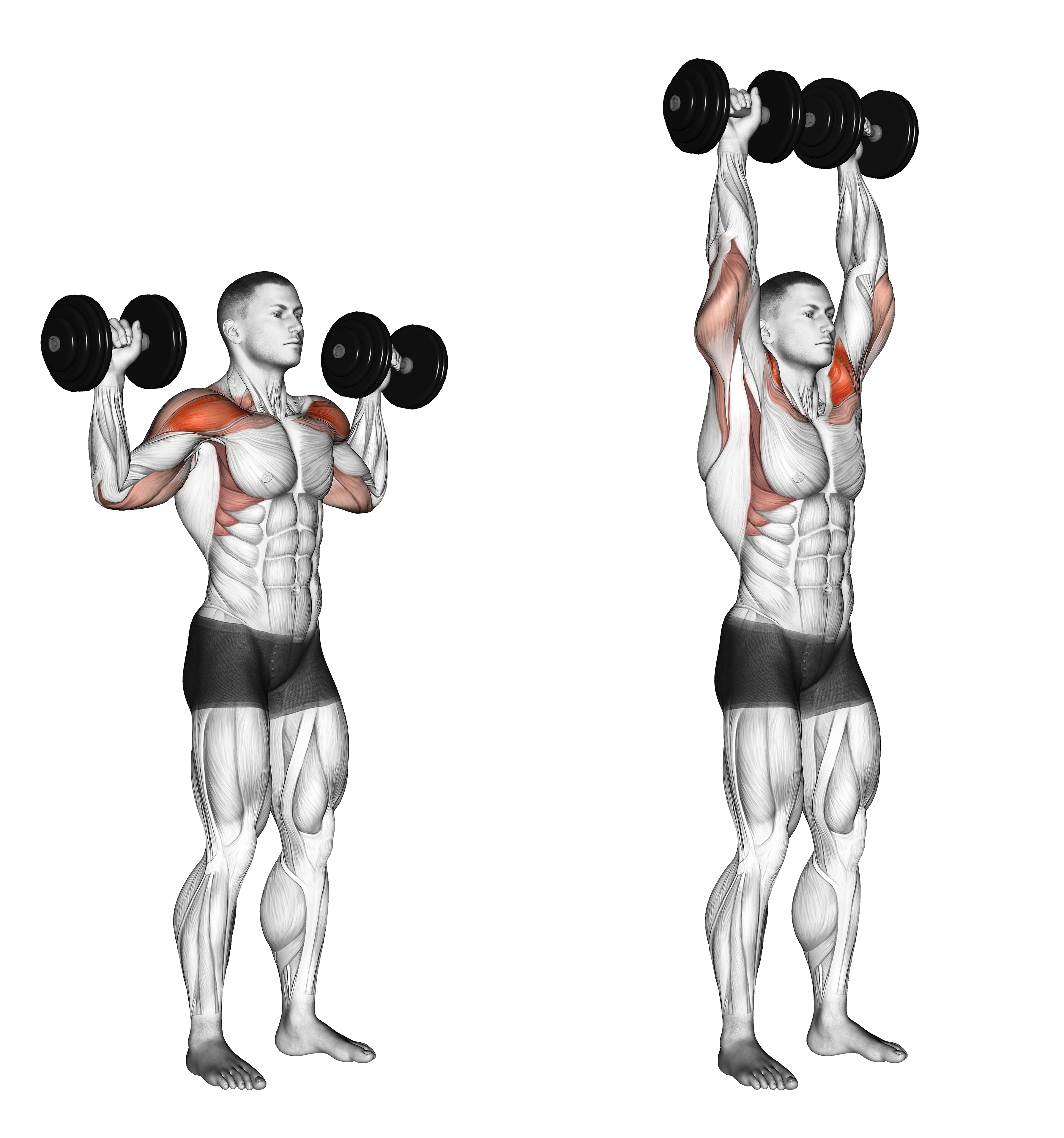 Dumbbell Standing Overhead Press