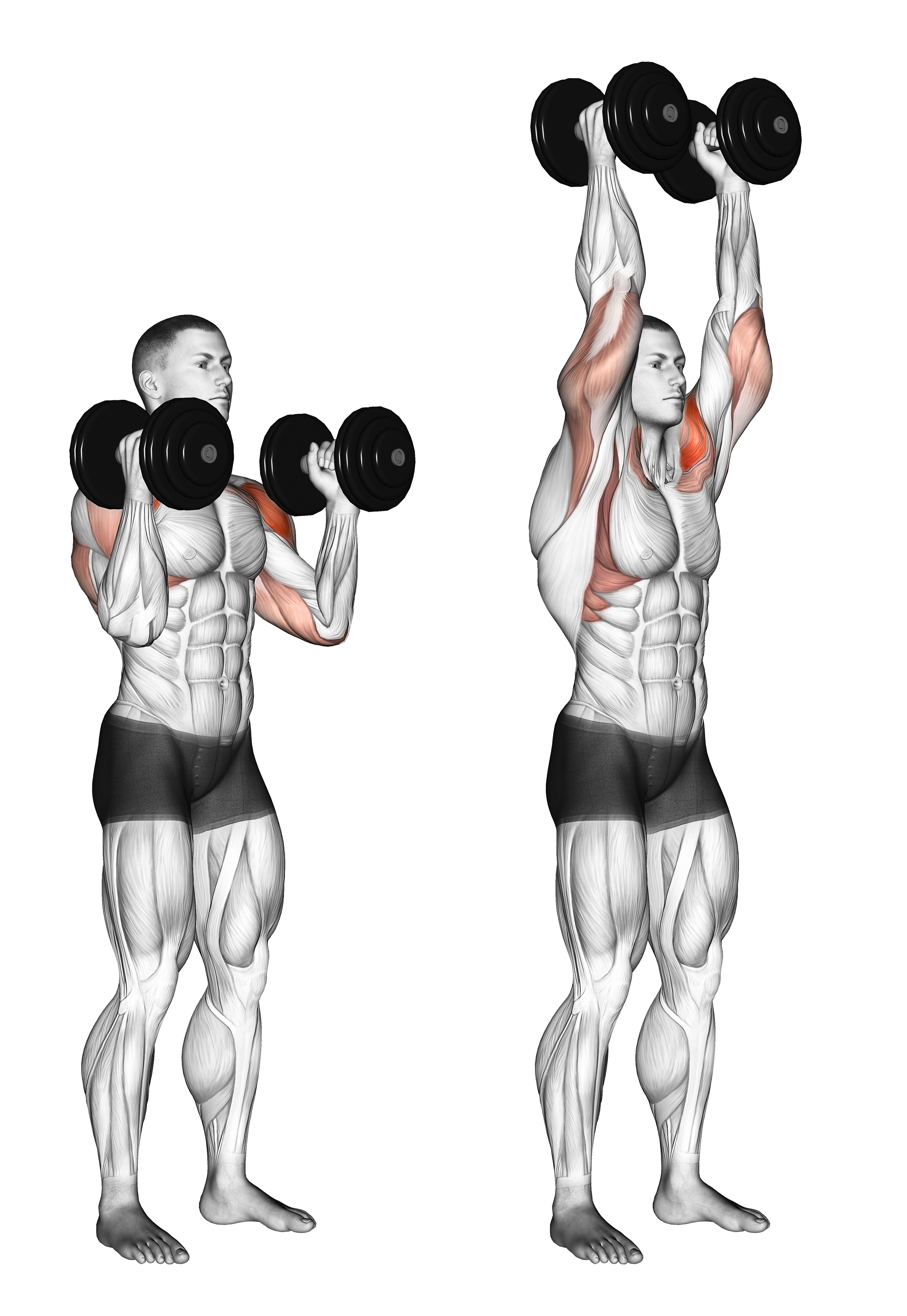 Dumbbell Standing Palms In Press