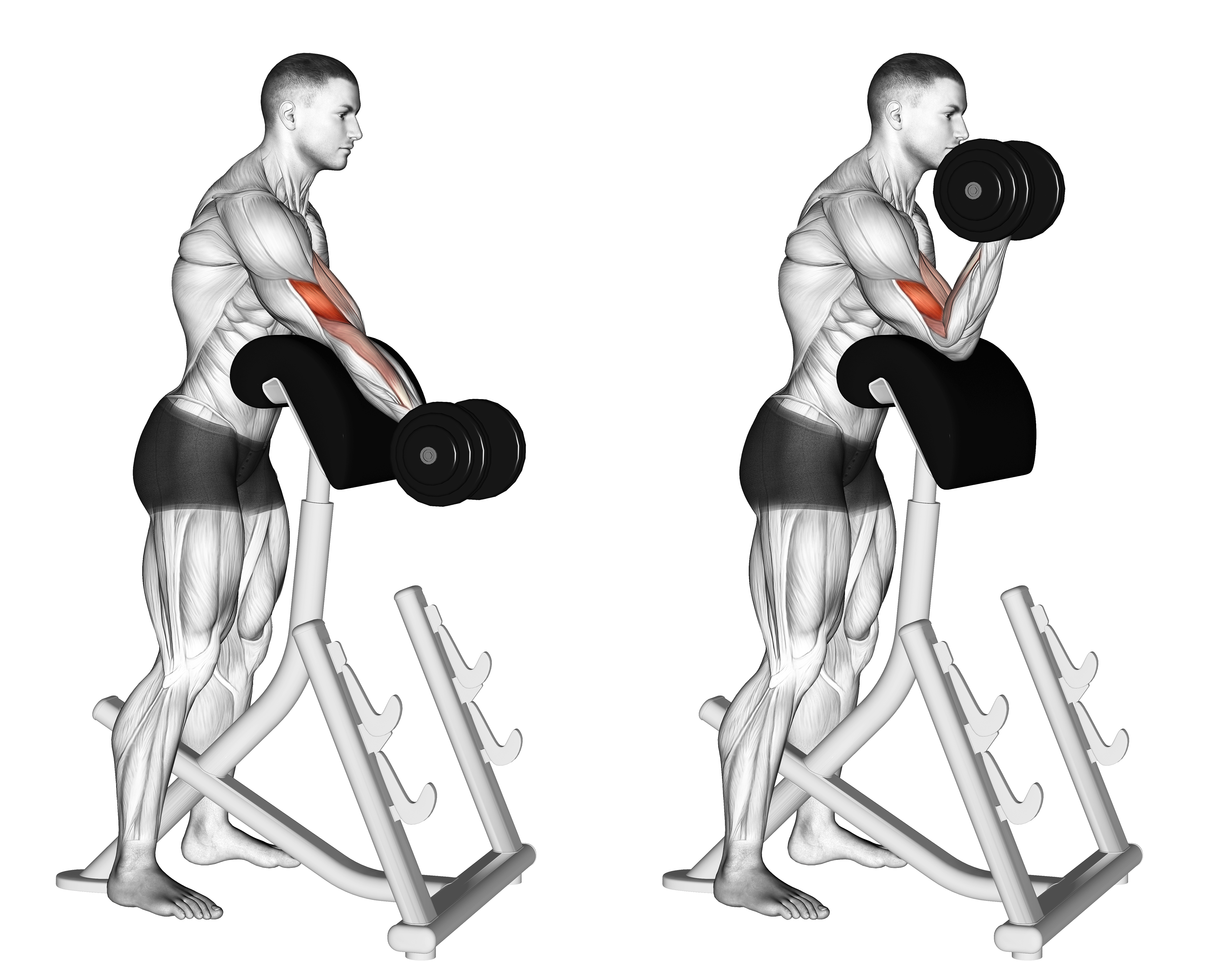 Dumbbell Standing Preacher Curl
