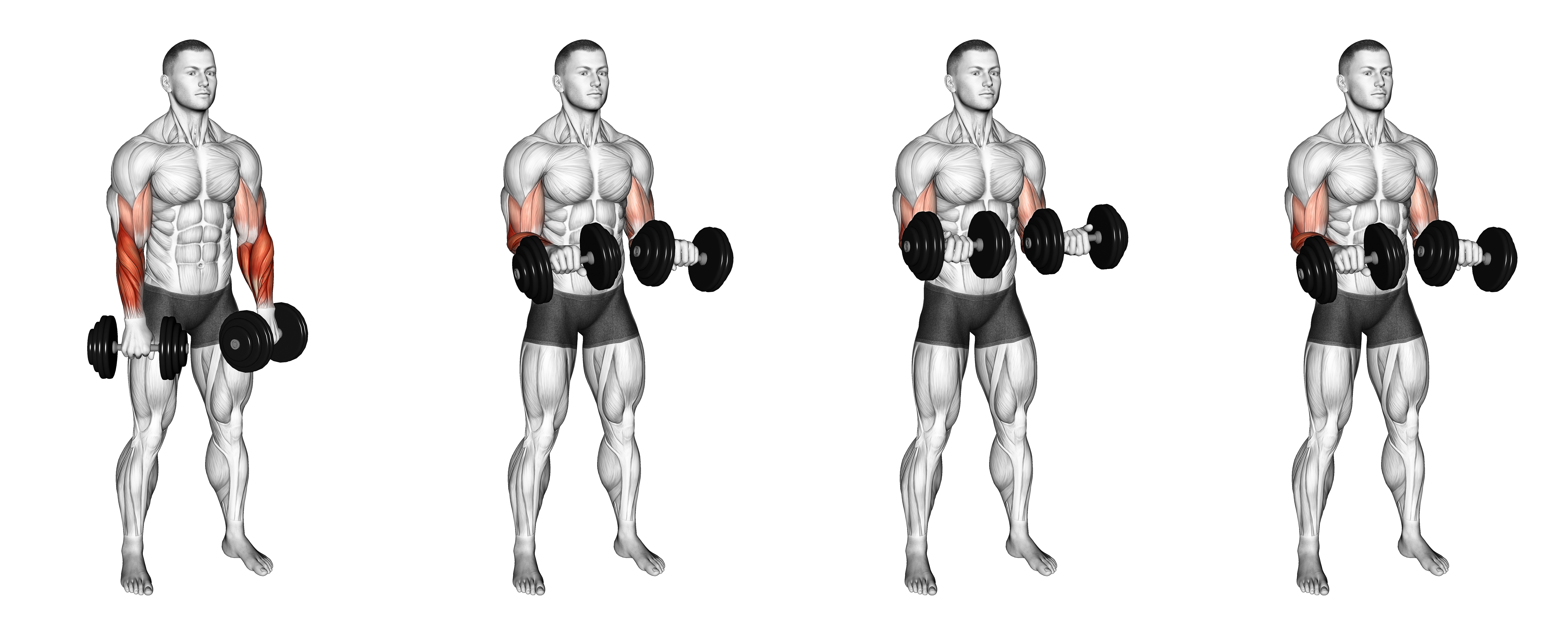Dumbbell Standing Reverse Curl Rotate