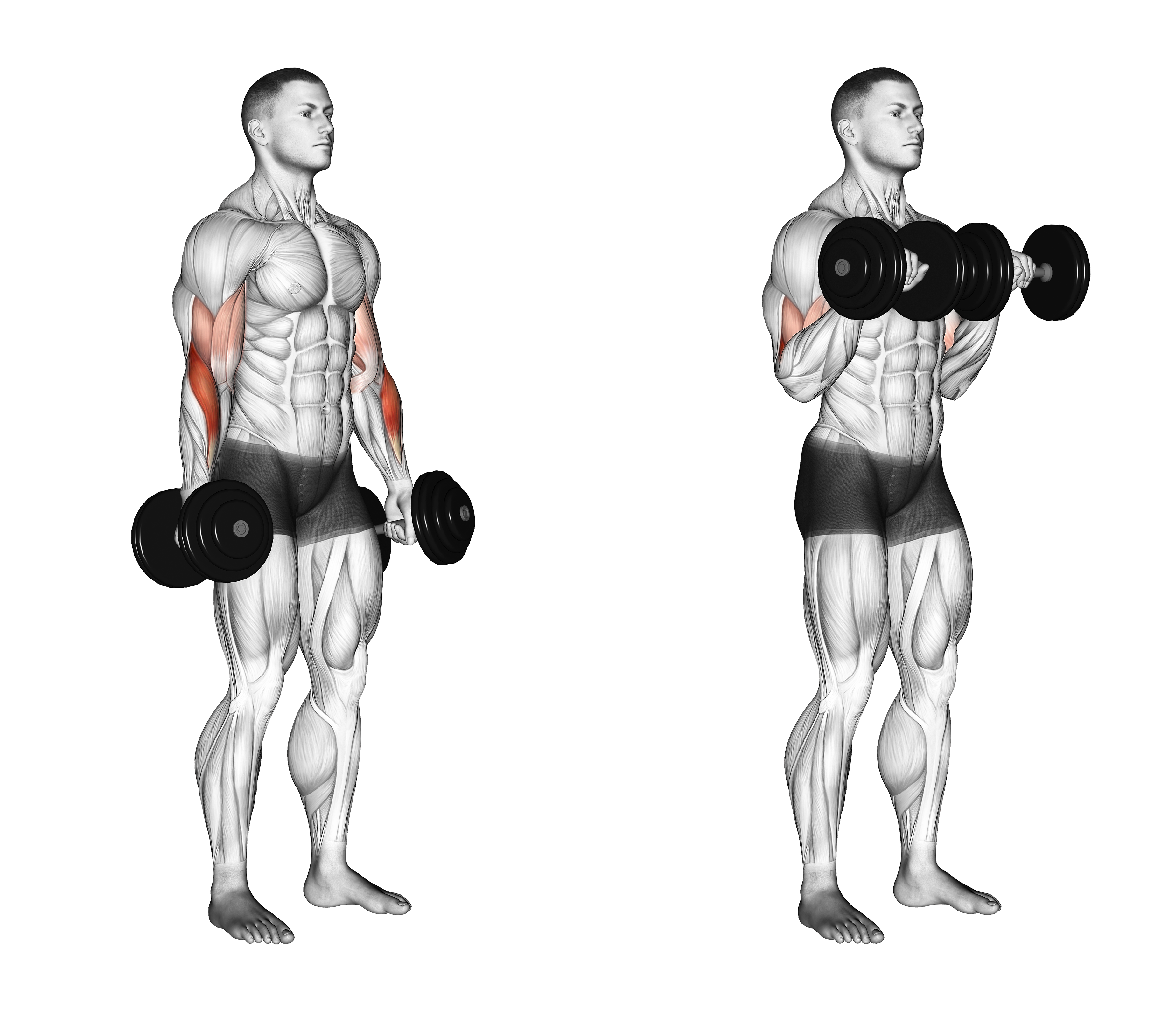 Dumbbell Standing Reverse Curl
